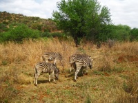 Zebra In Long Grass With Tree