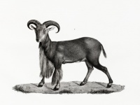 Billy Goat Vintage Art