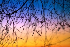 Branches Sunset Sky Photo