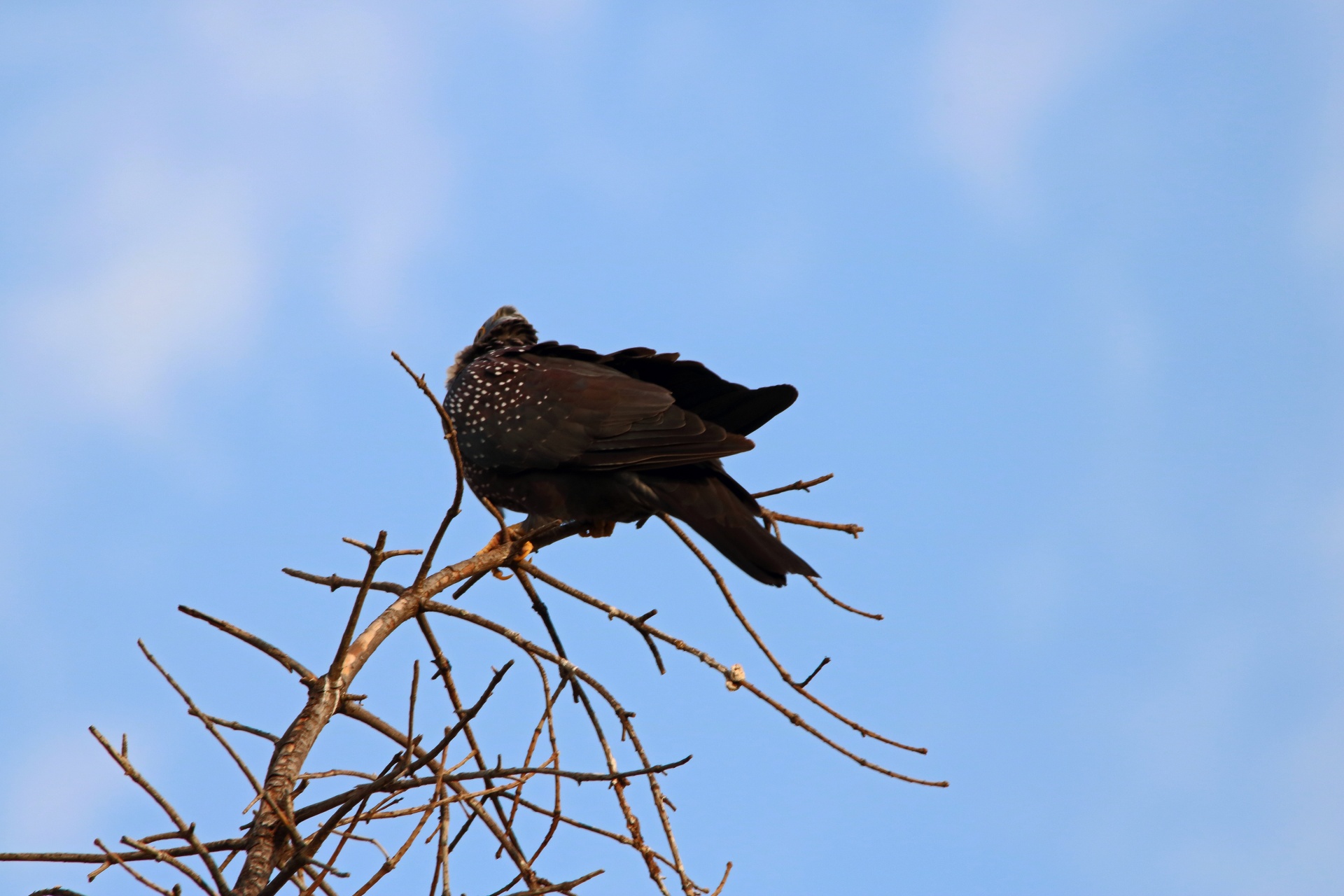 african olive pigeon on the pinacle of a tree