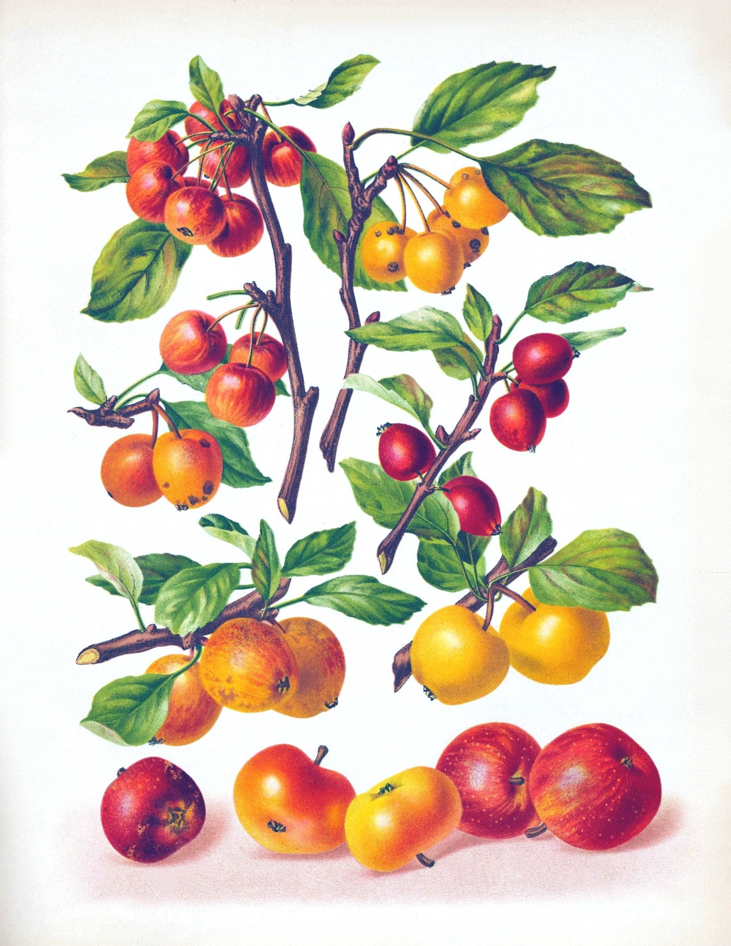 Apples Fruit Vintage Painting