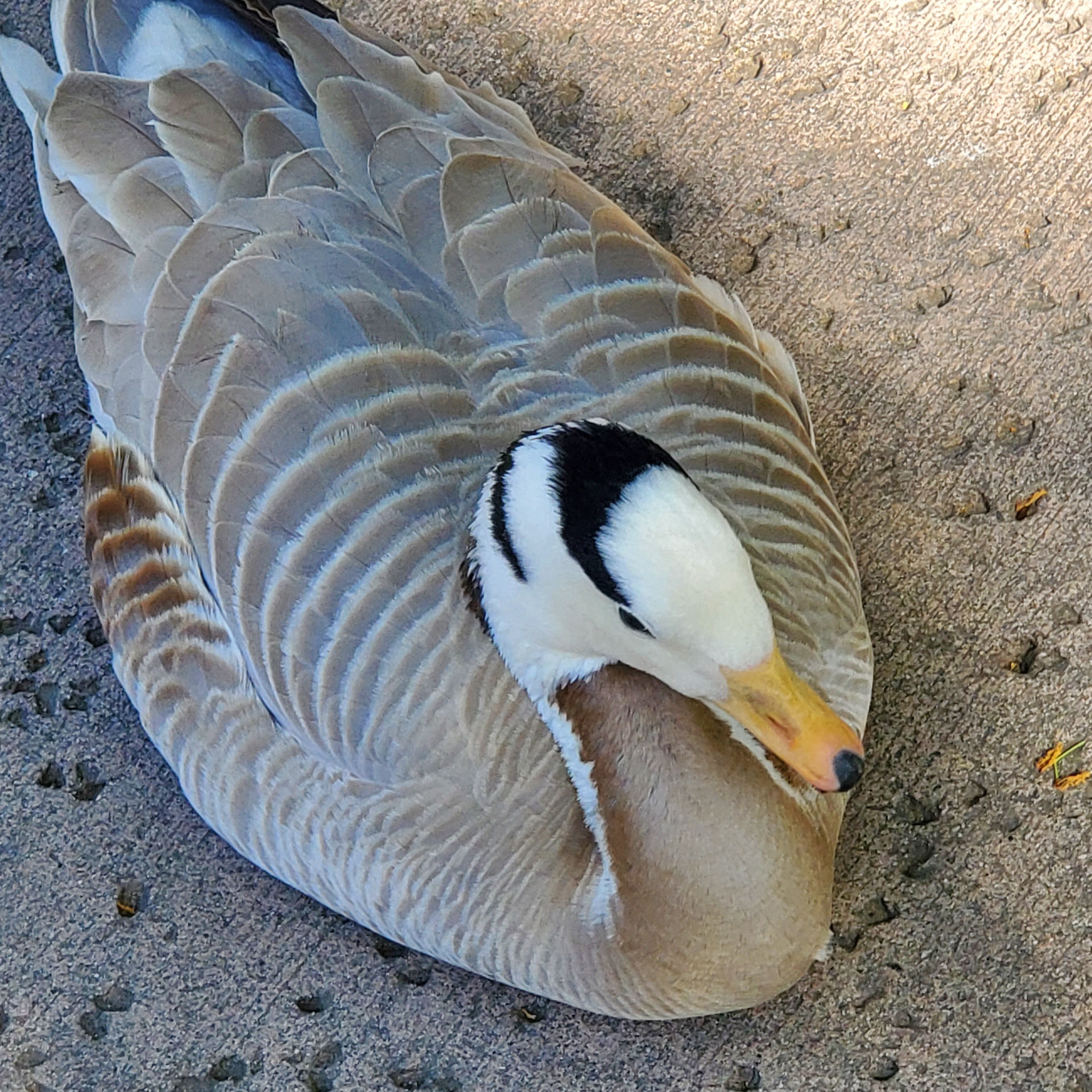 Duck with white and black head and brown stripped body