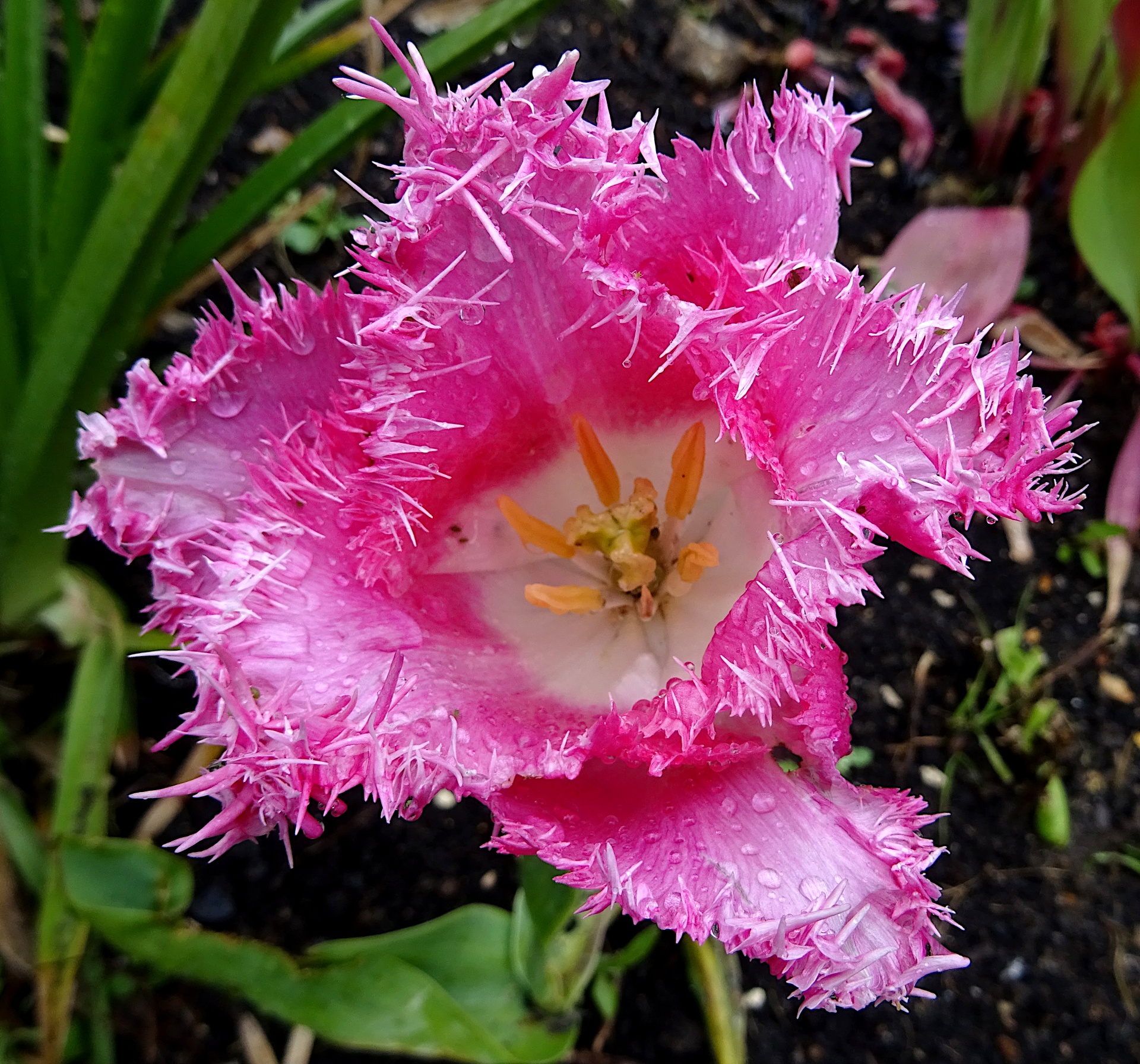 Beautiful Pink Garden Flower