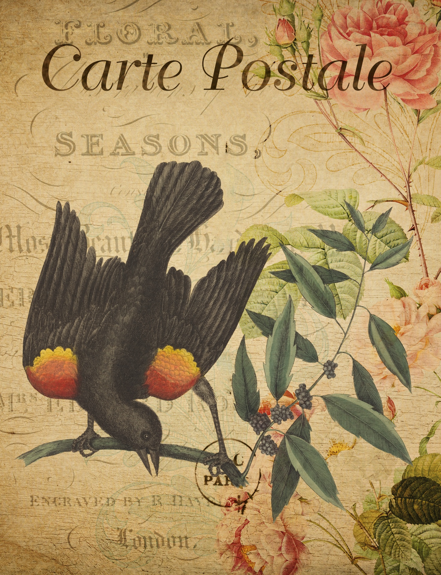 Bird Starling Vintage Postcard