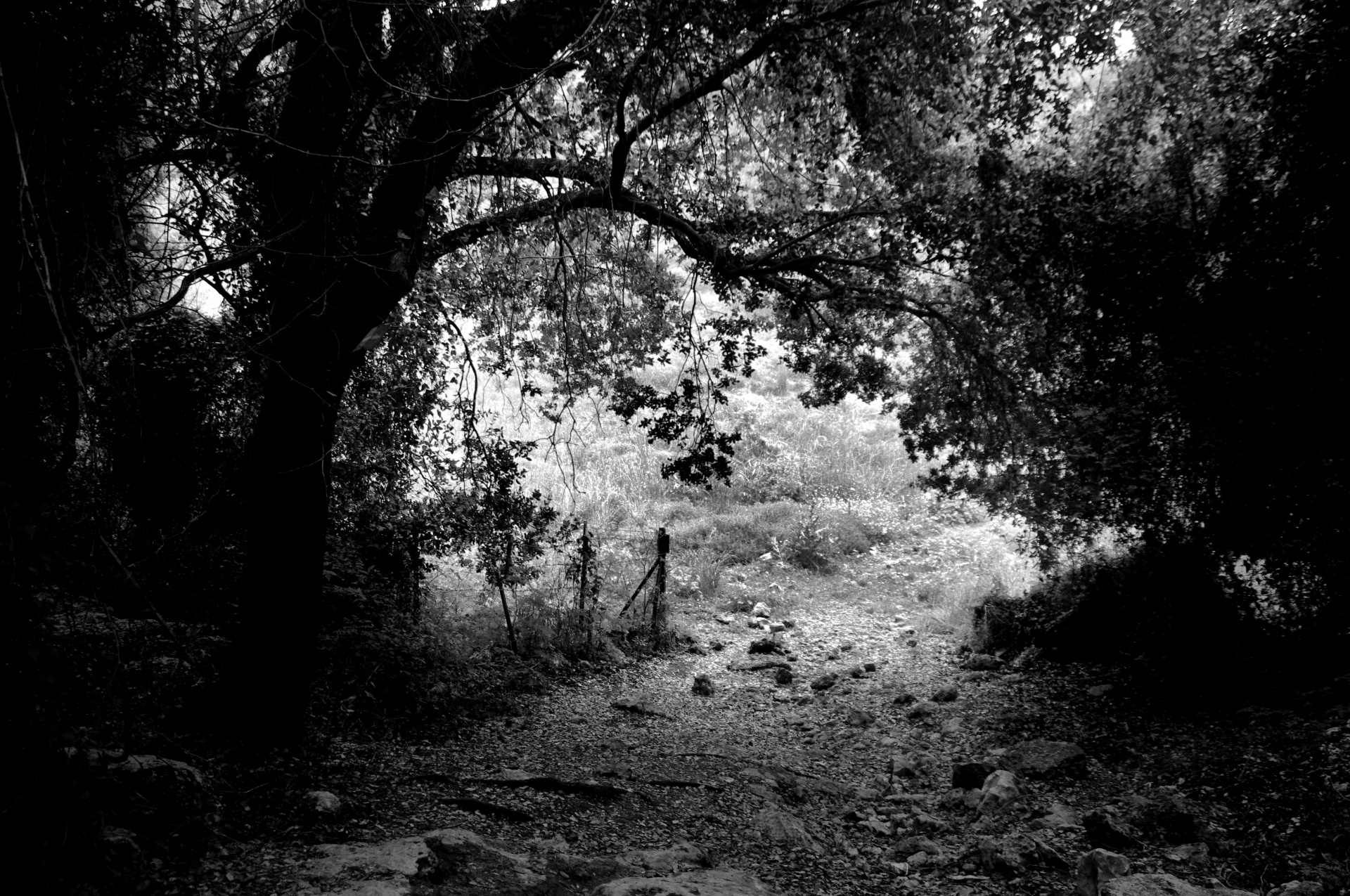 Black And White - Path In Woods