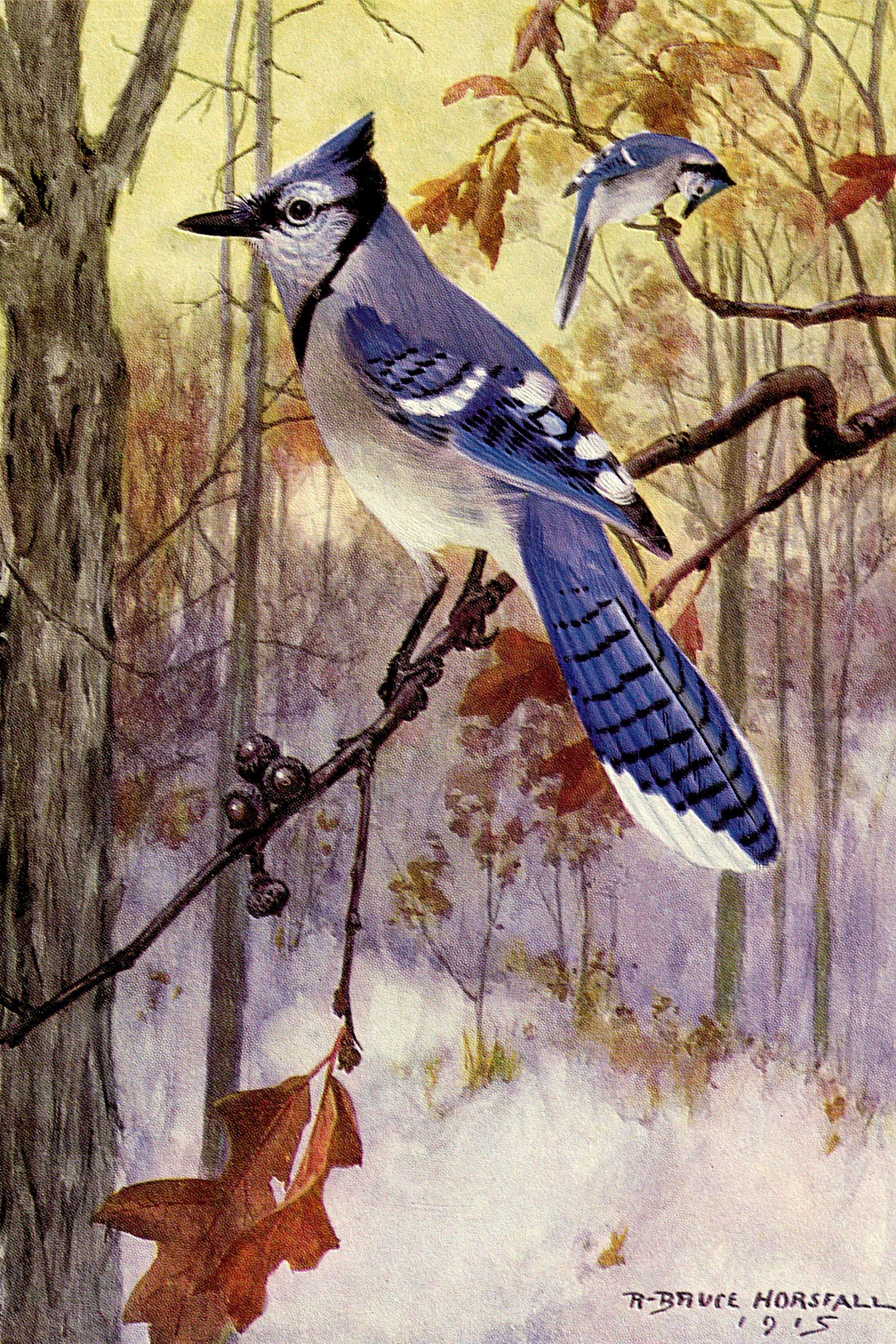 Illustration of Blue Jay in natural surroundings by Robert Bruce Horsfall 1869-1948 from a 1916 vintage bird book. Horsfall was an American wildlife painter and illustrator.