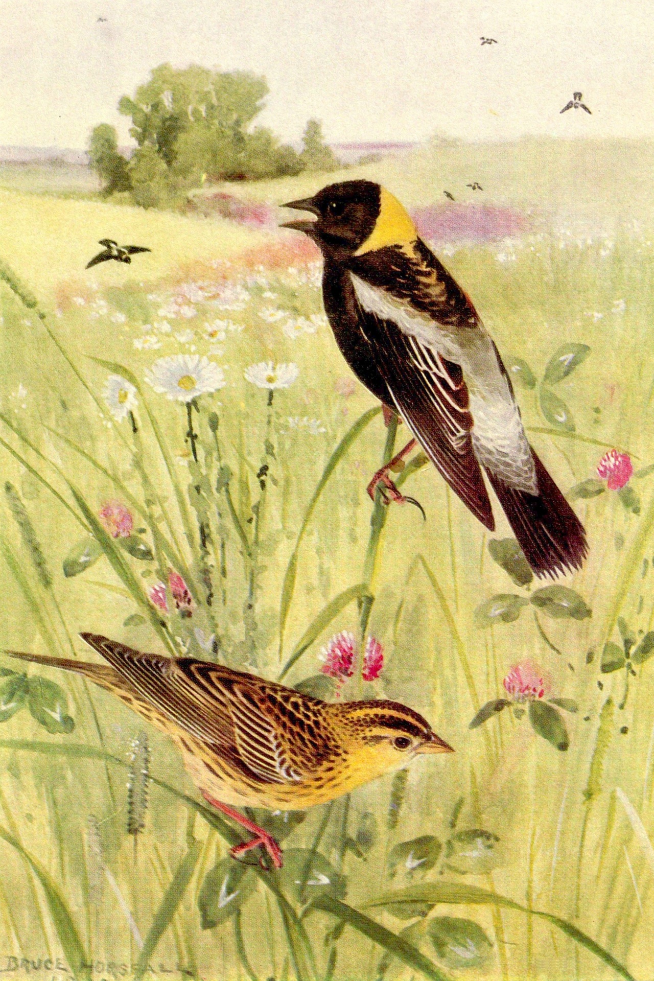 Bobolink Vintage Bird Illustration