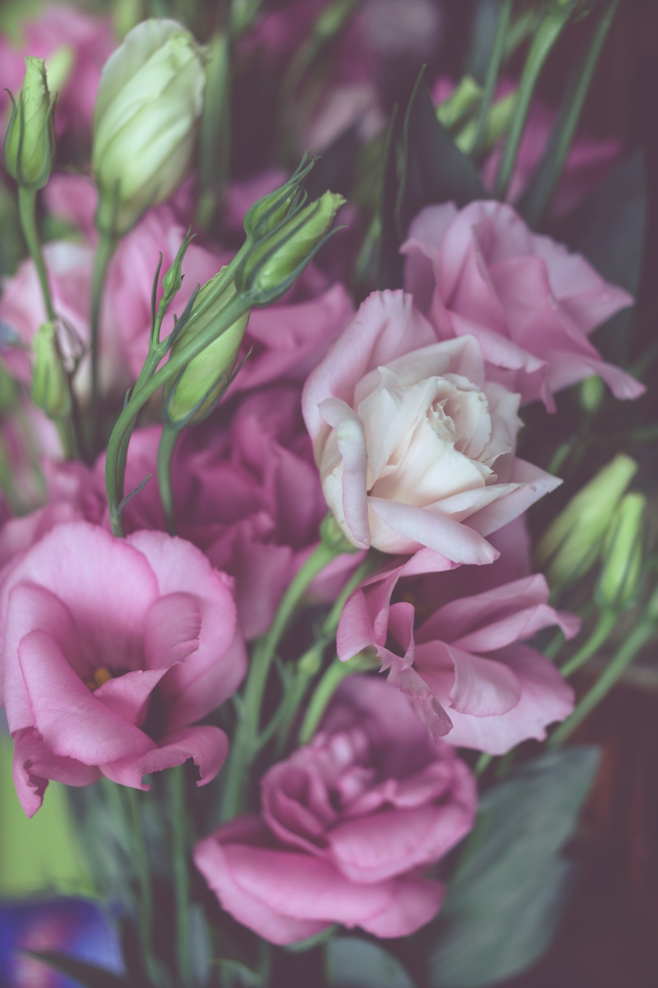 close up of bouquet of pink and white flowers shallow depth of field