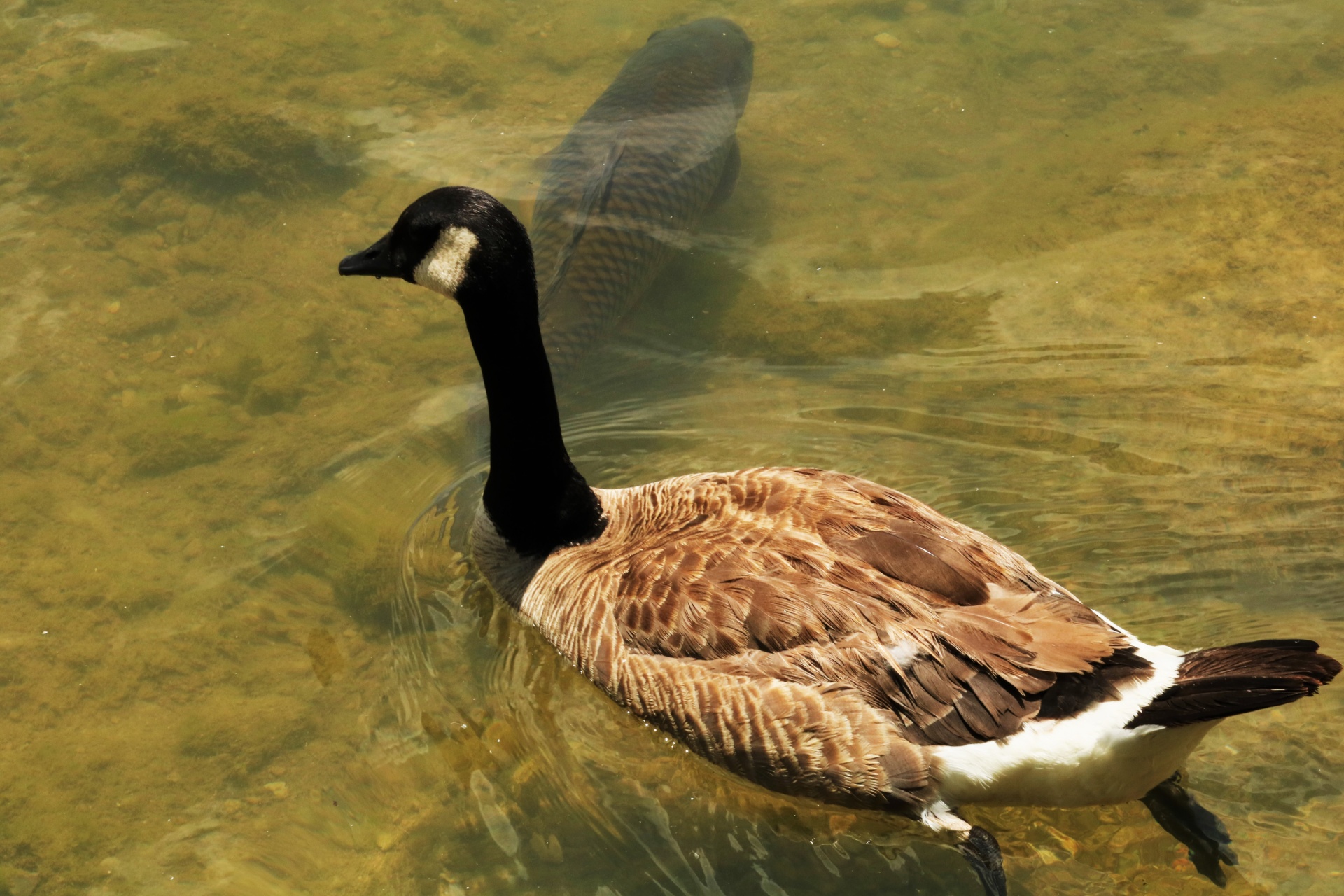 Canada Goose And Fish In Lake 2