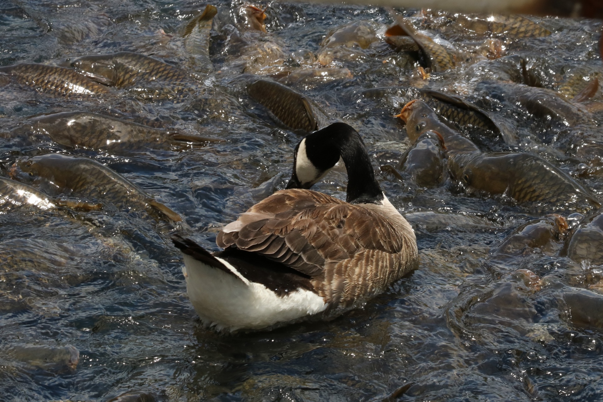 Canada Goose And Fish In Lake