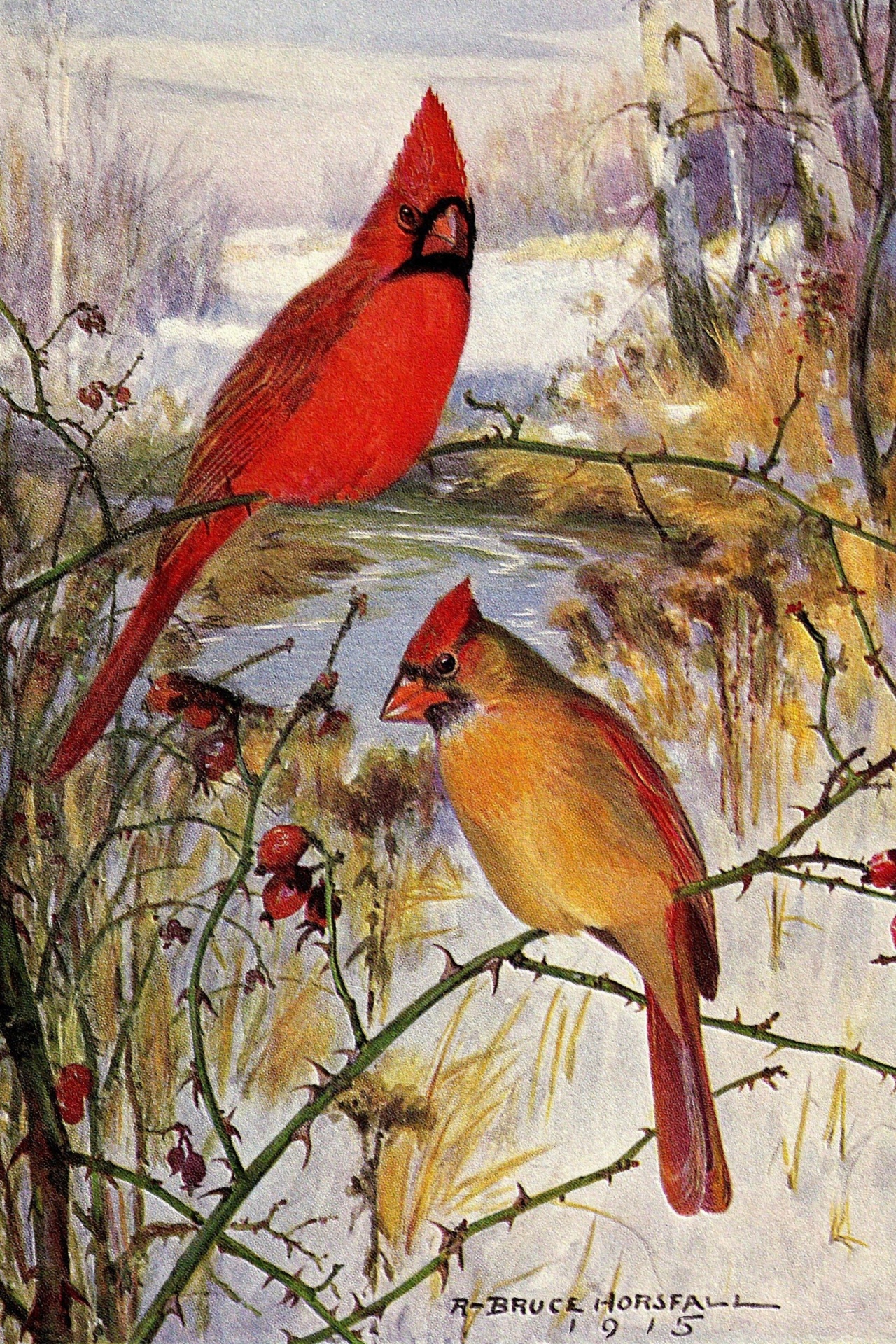 Cardinal Vintage Bird Illustration