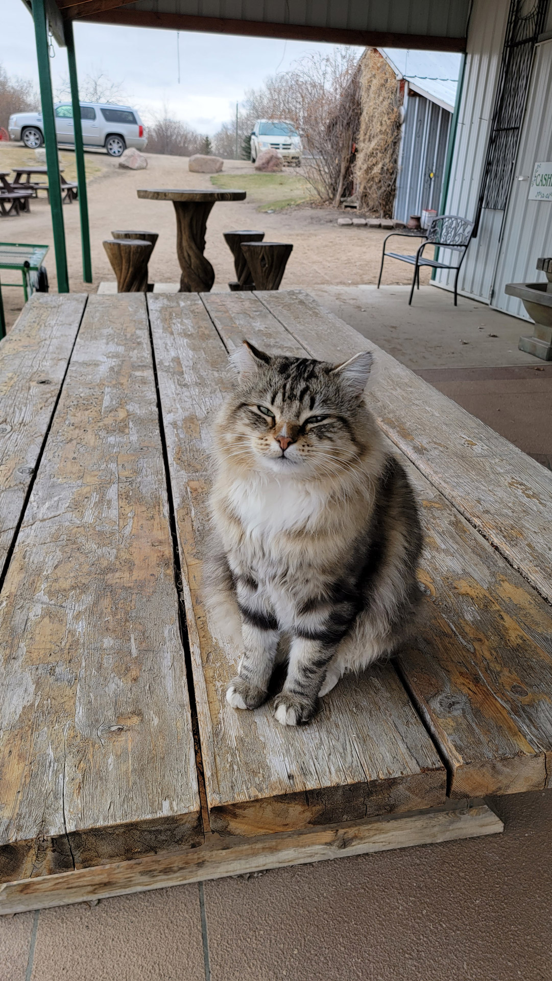 Cat on a picnic table