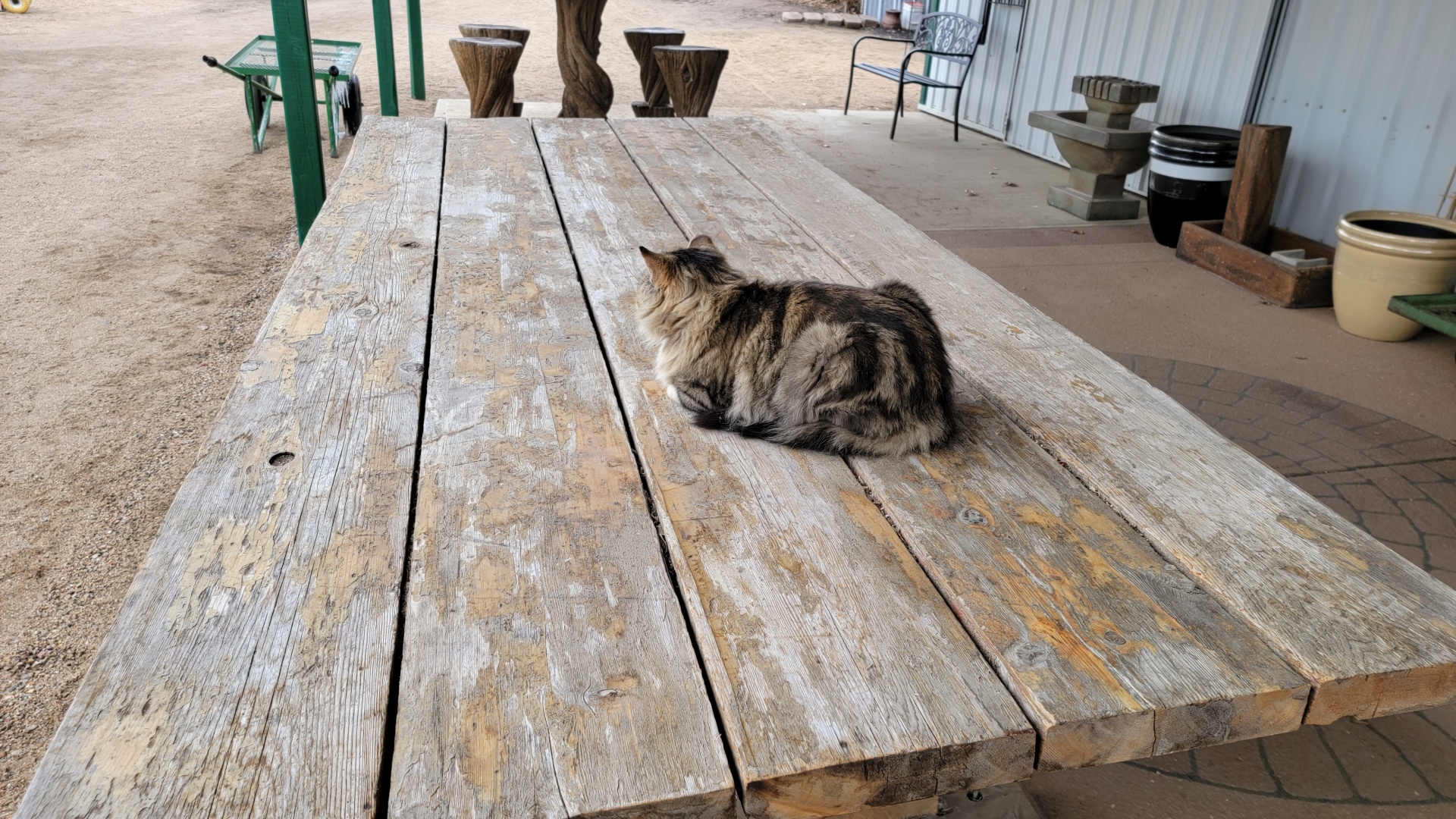 Cat On A Picnic Table