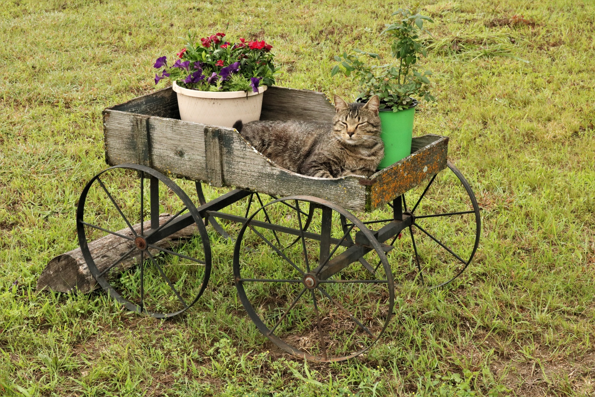 A gray tabby cat is sleeping in an old wooden flower cart, with flowers.