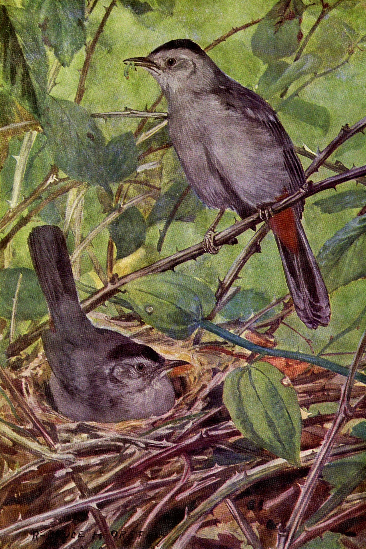 Catbird Vintage Bird Illustration