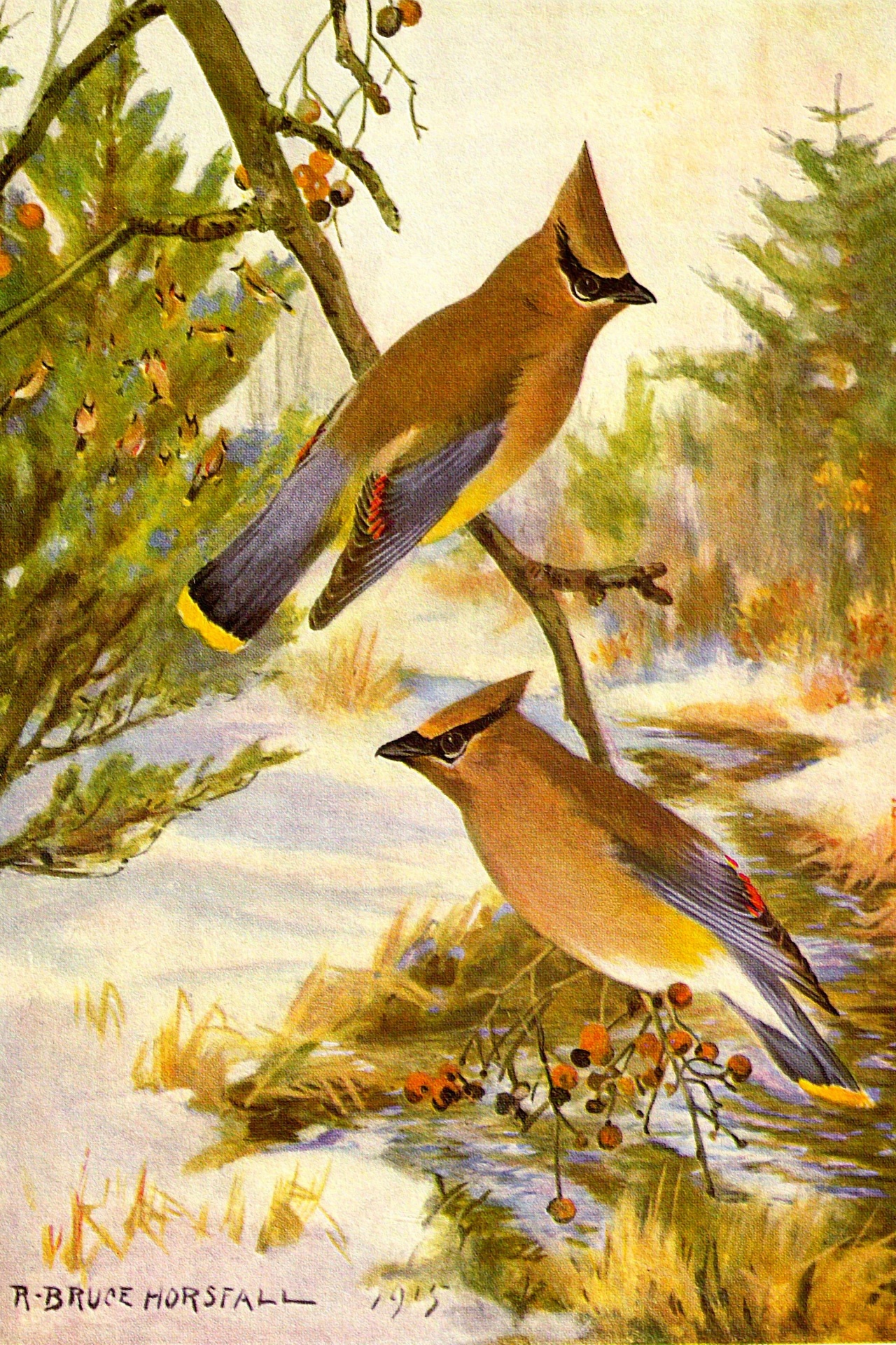 Cedar Waxwing Bird Illustration
