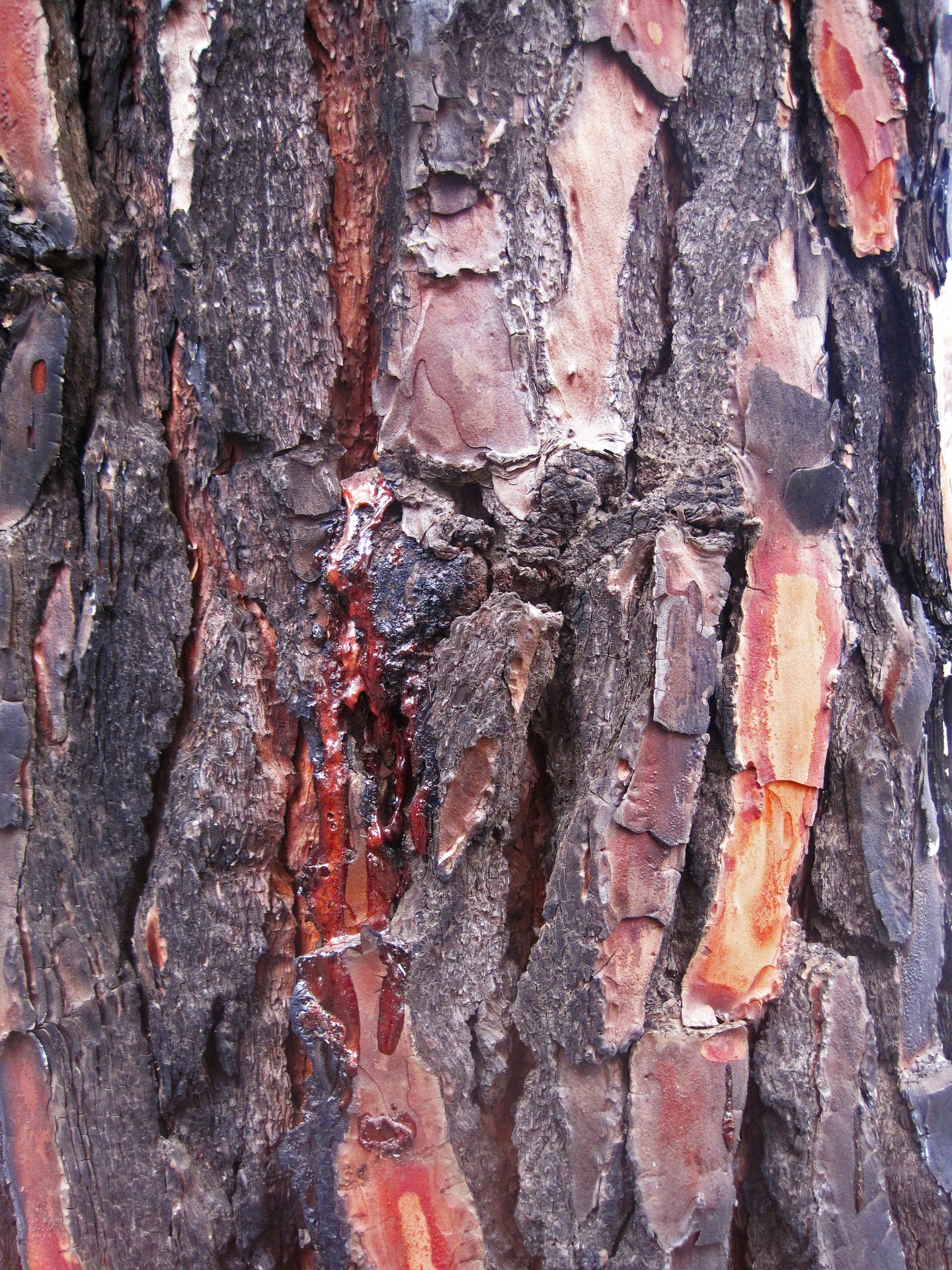 Charred Bark Of Pine Exuding Sap