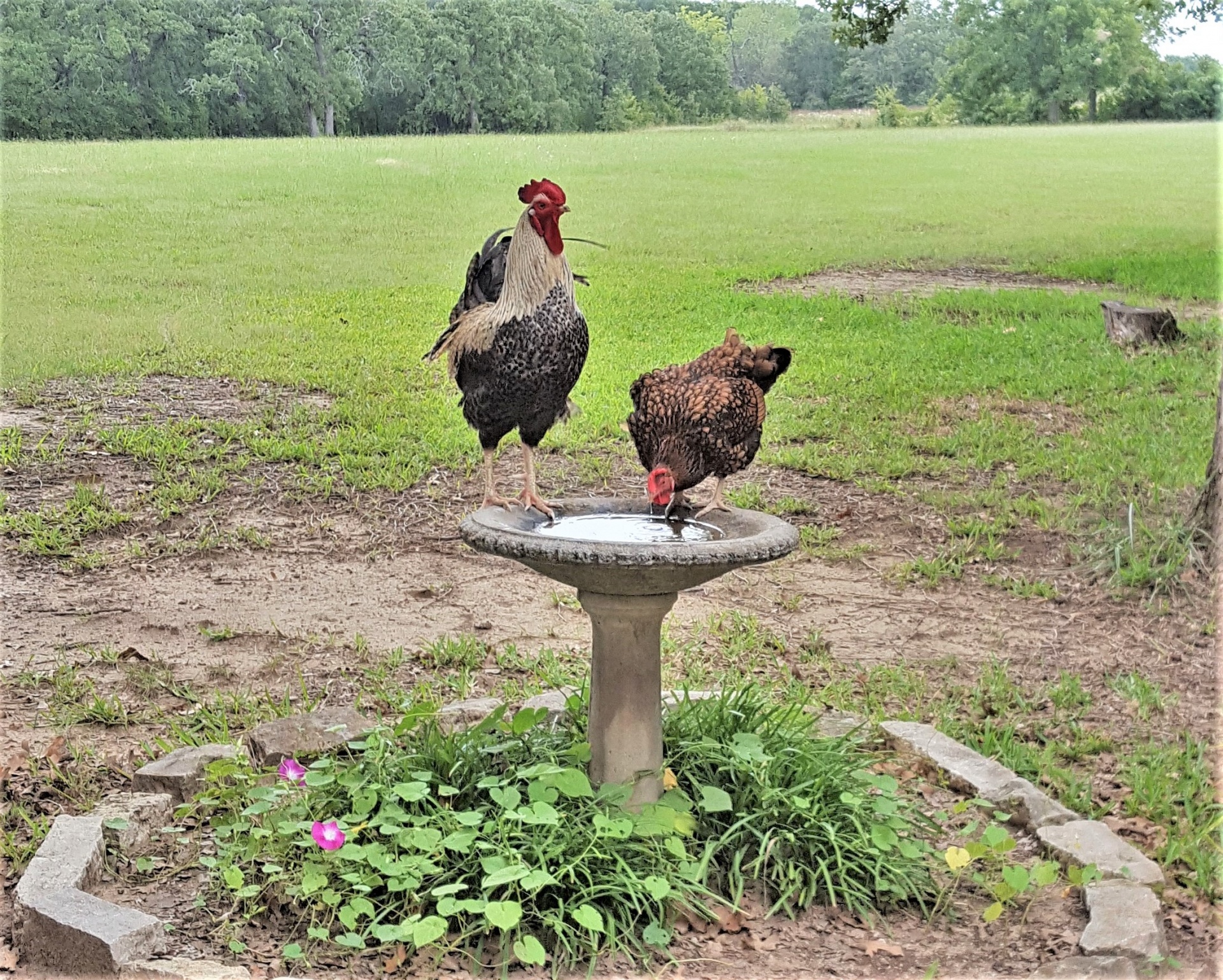 Chickens Drinking From Bird Bath