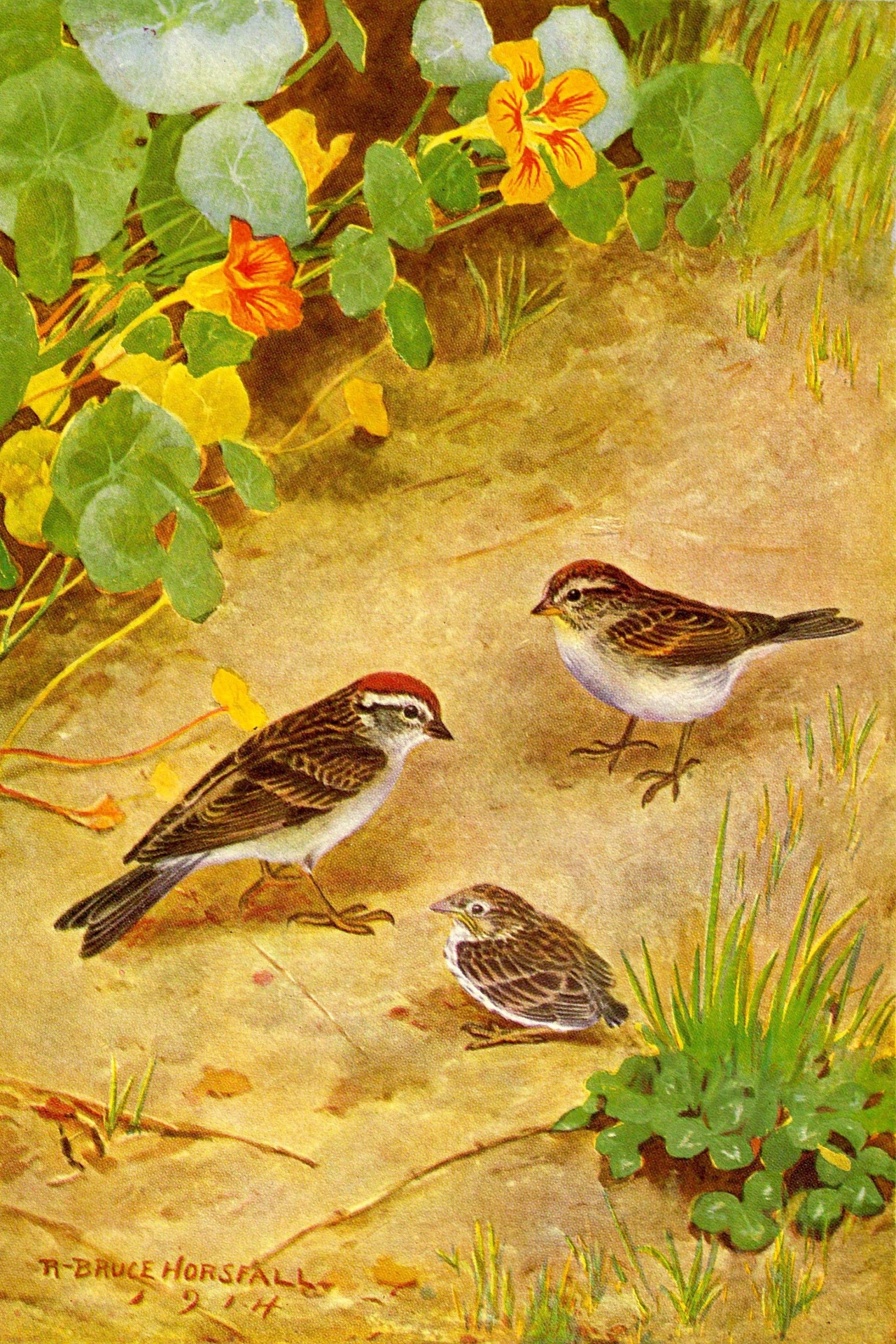 Chipping Sparrow Vintage Bird