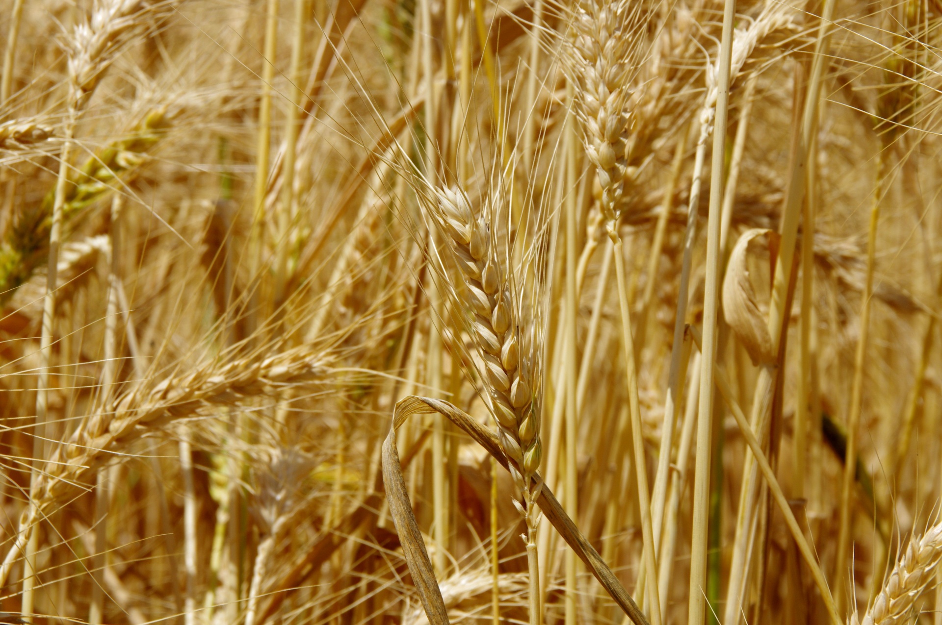 Close-up ripe of wheat ears in fields