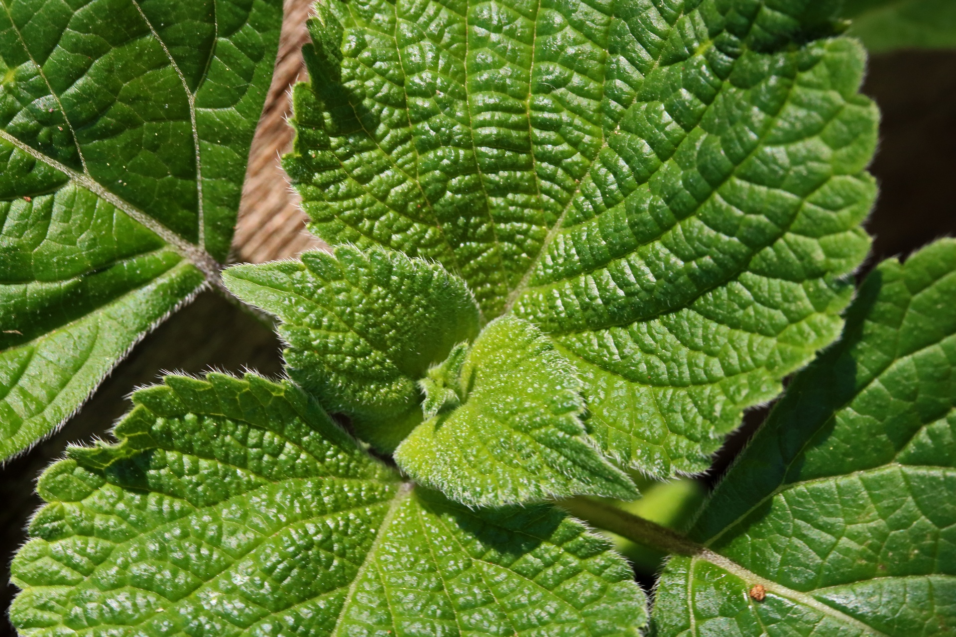 close view of the growth tip of a green weed