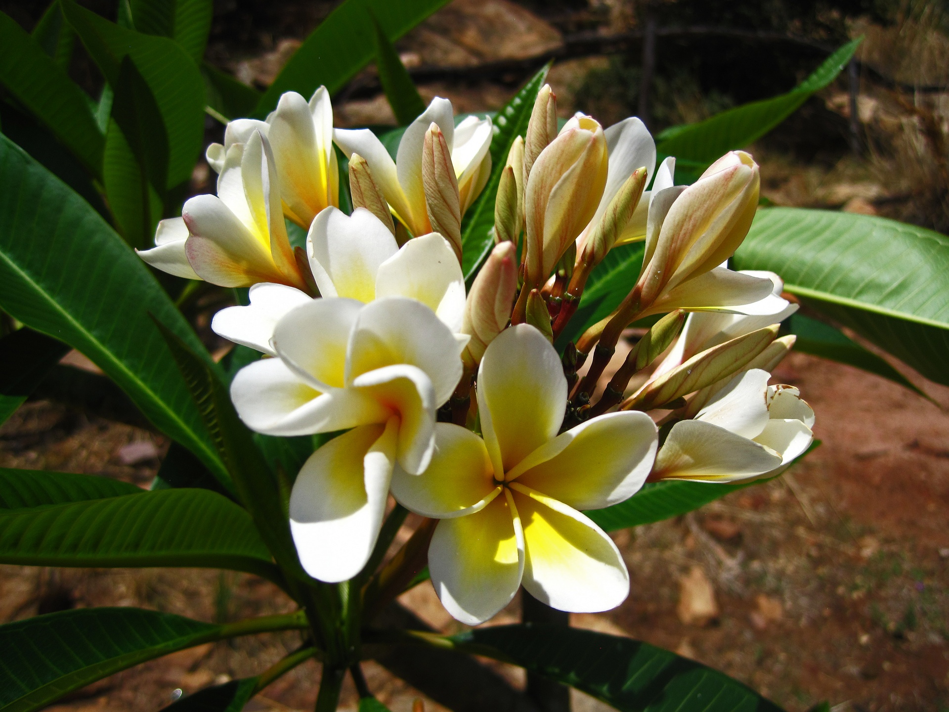 Cluster Of Open Frangipani Flowers