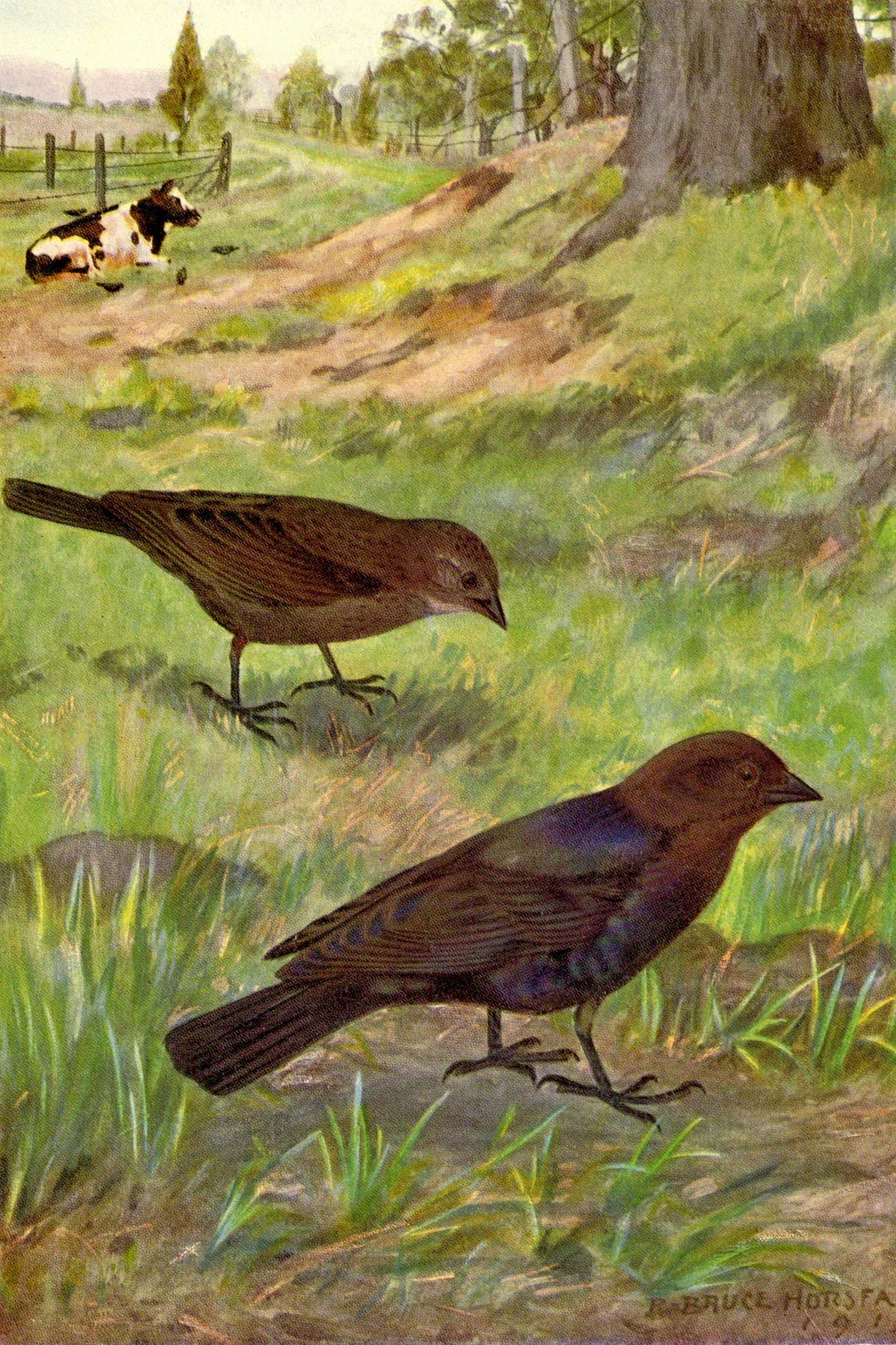 Cowbird Vintage Bird Illustration