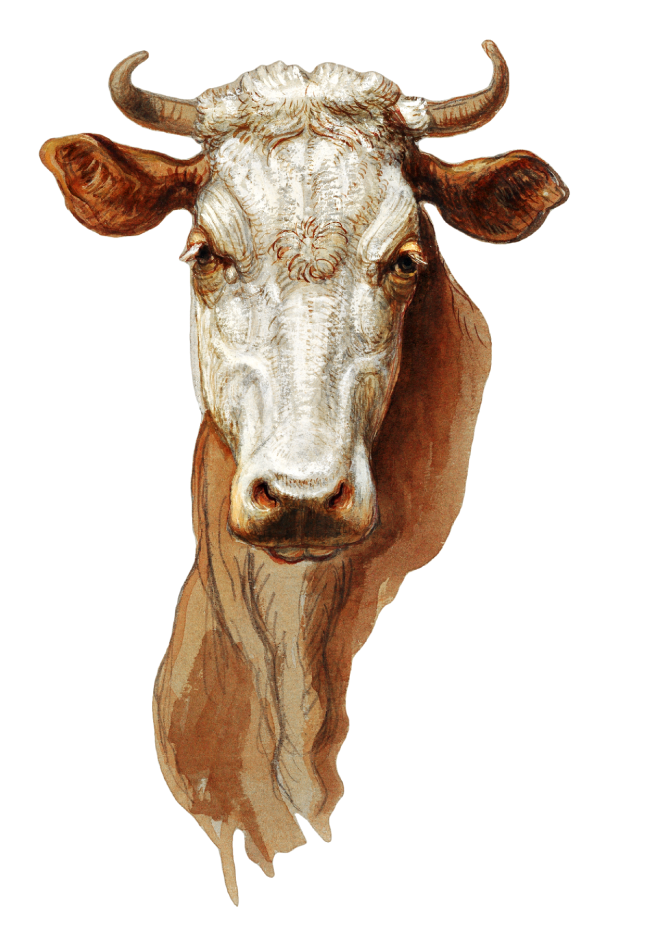 Cow's Head