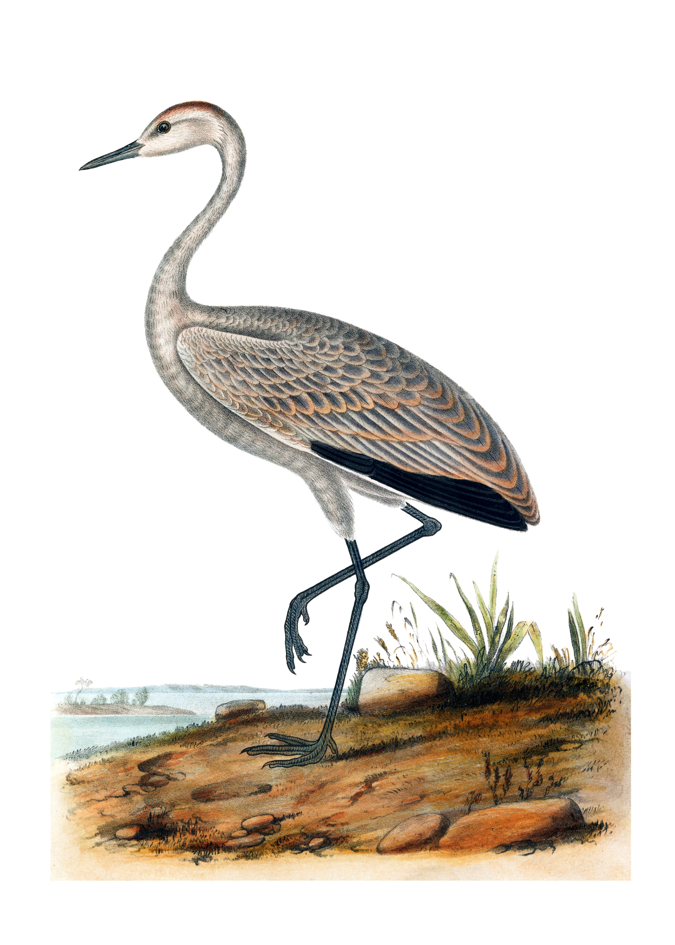 Vintage, antique print of a Little Crane bird - Grus Fraterculus on transparent png. background