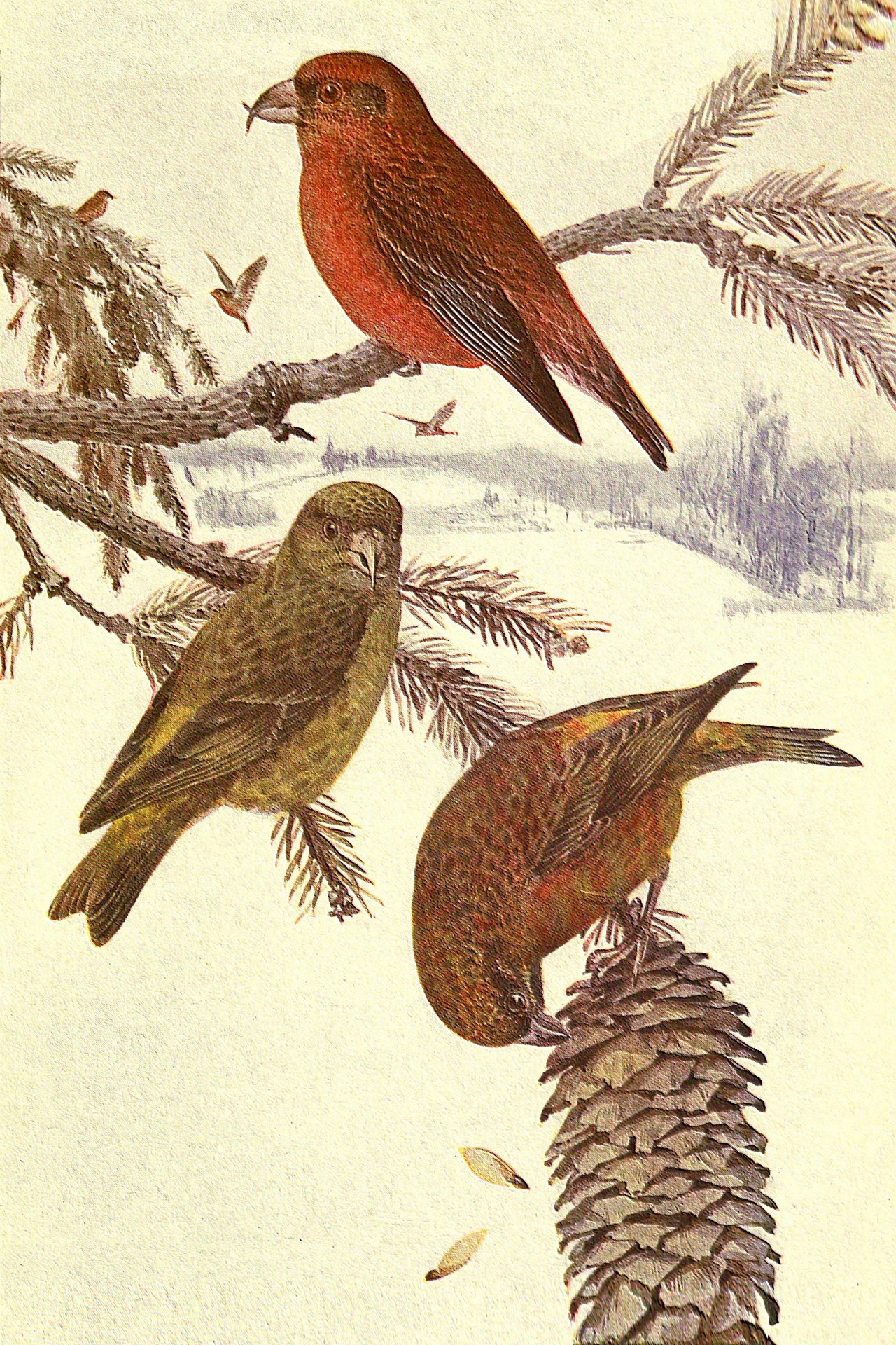 Crossbill Vintage Bird Illustration