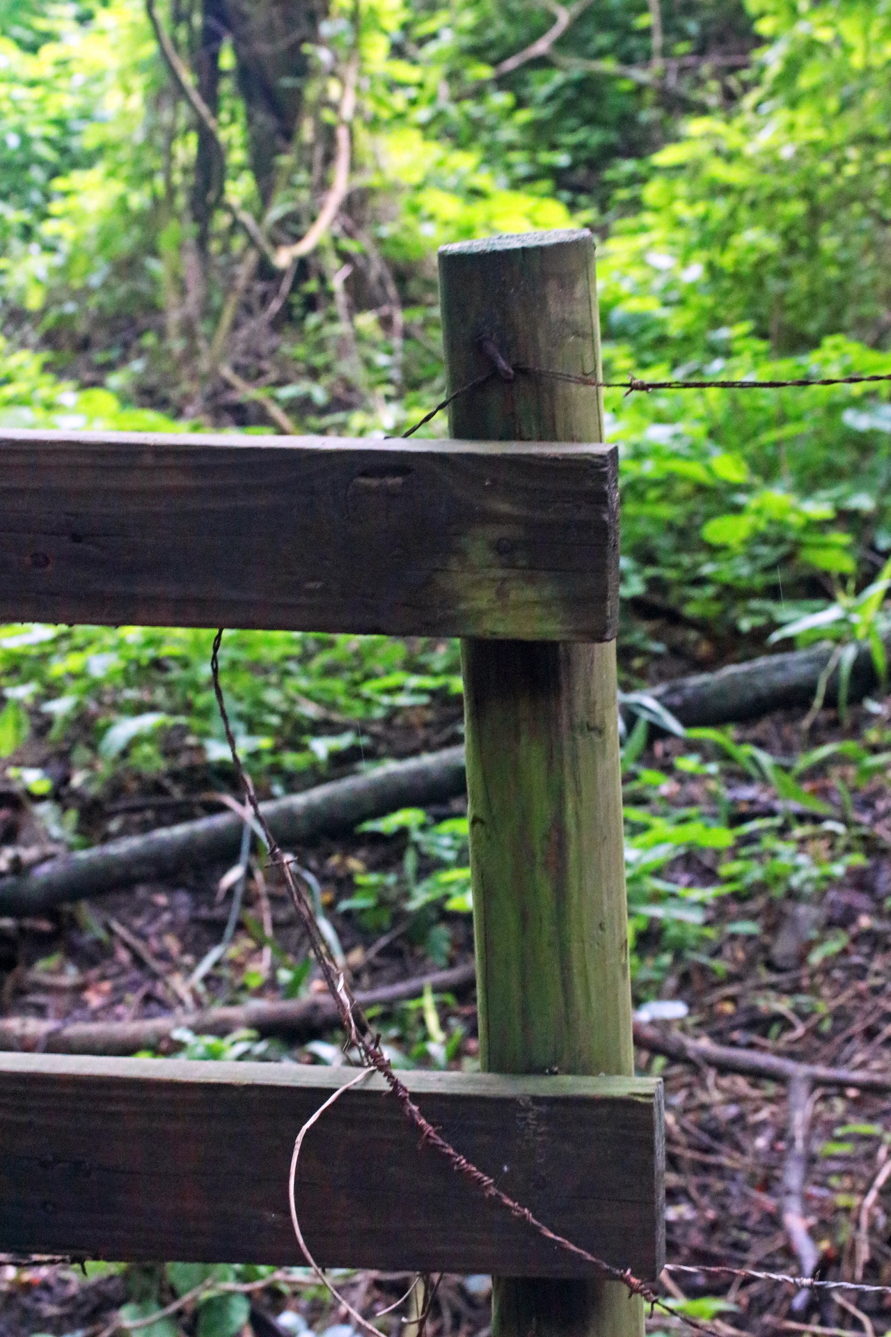 Crude Wooden Fence With Green Moss