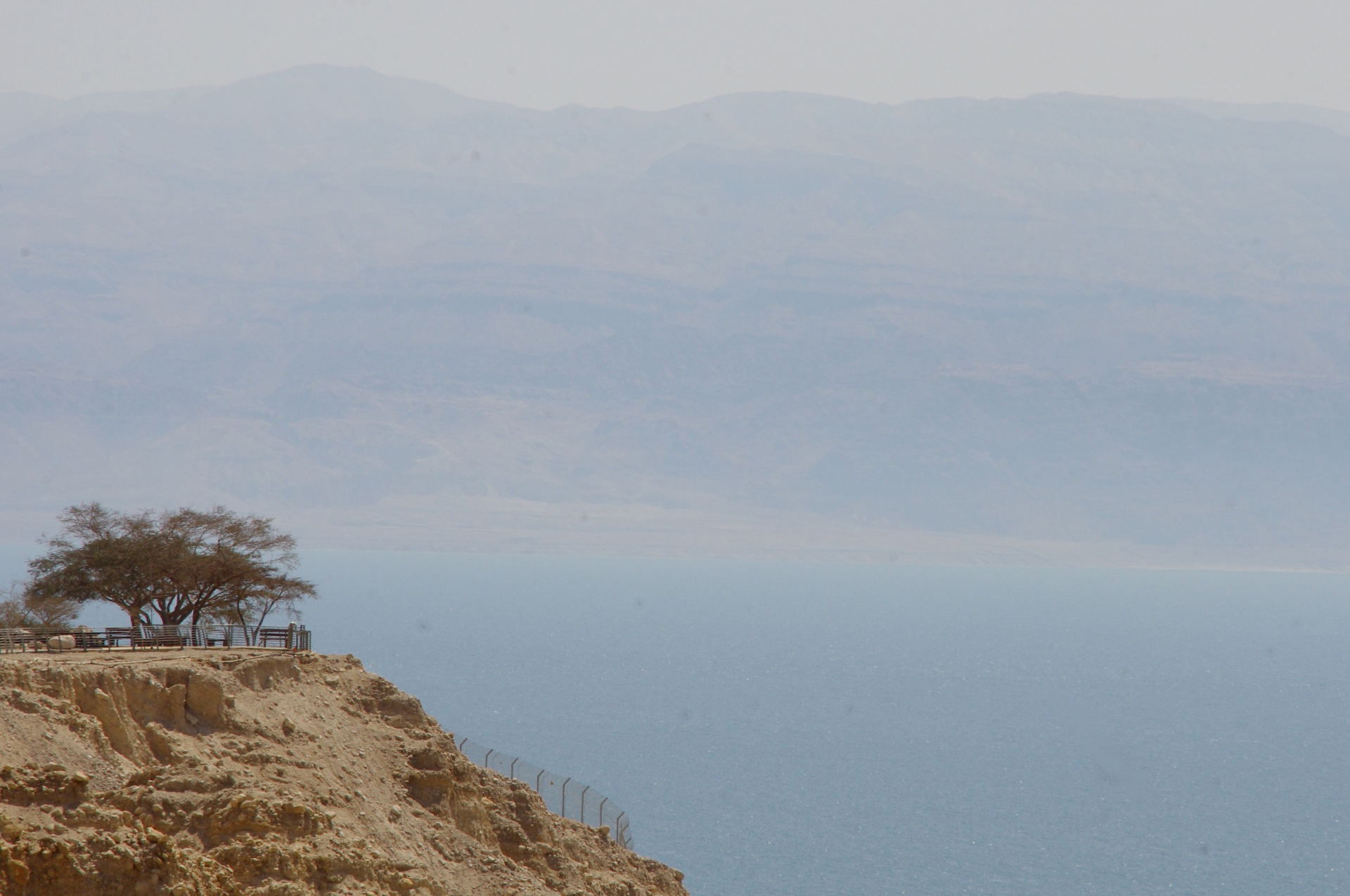 Dead Sea Landscape With Thorn Tree