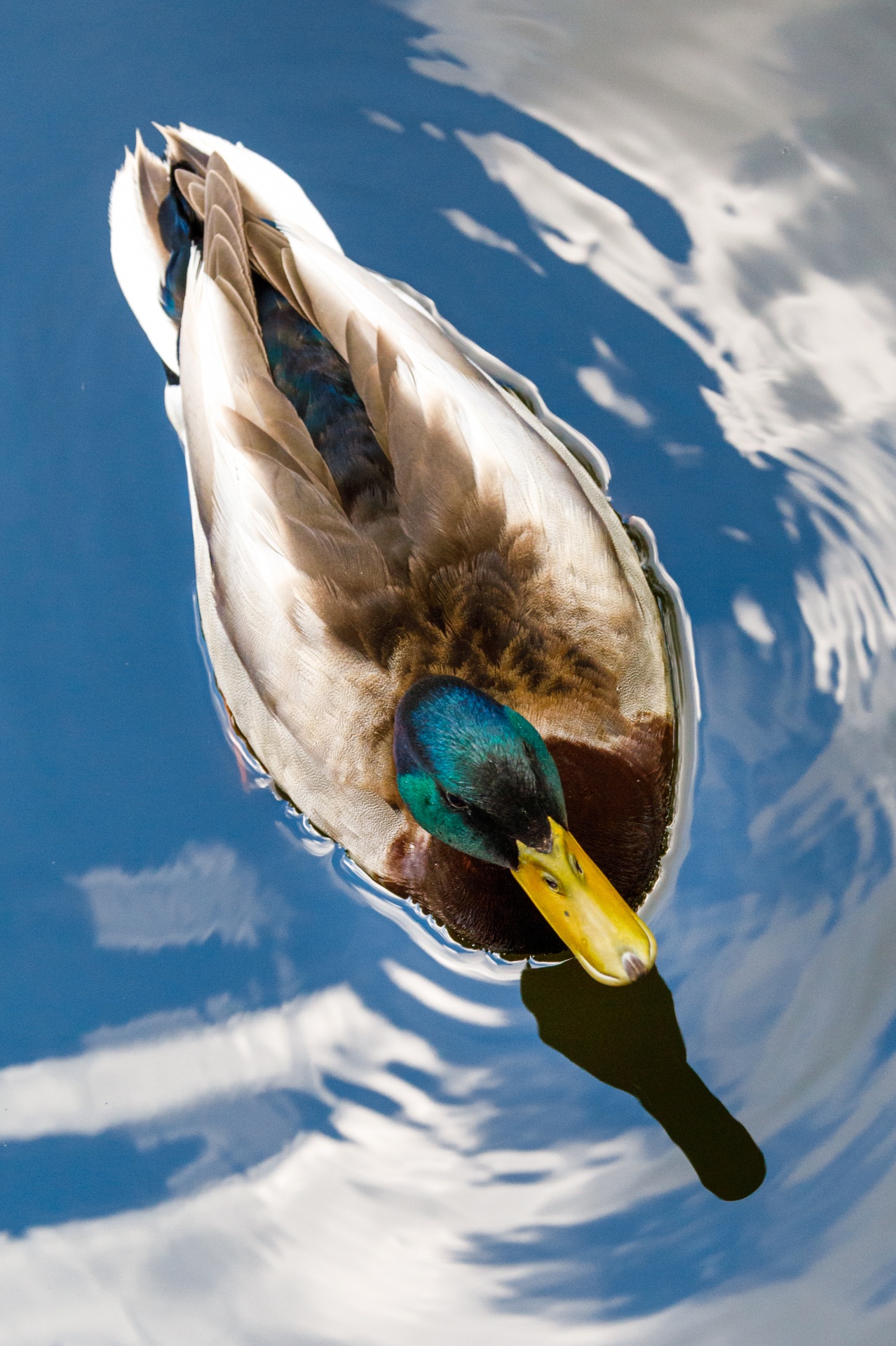 Image of a mallard duck swimming from above