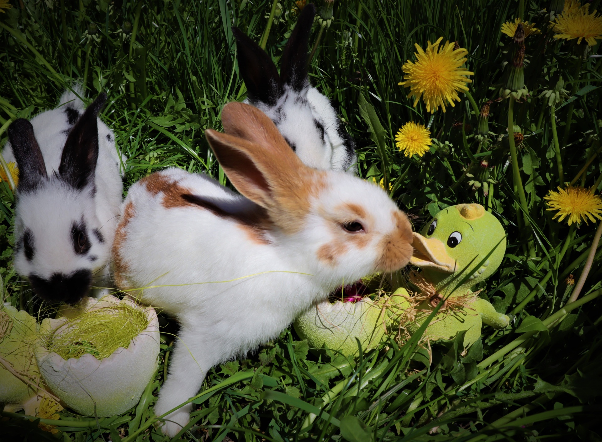 Easter rabbitskiss