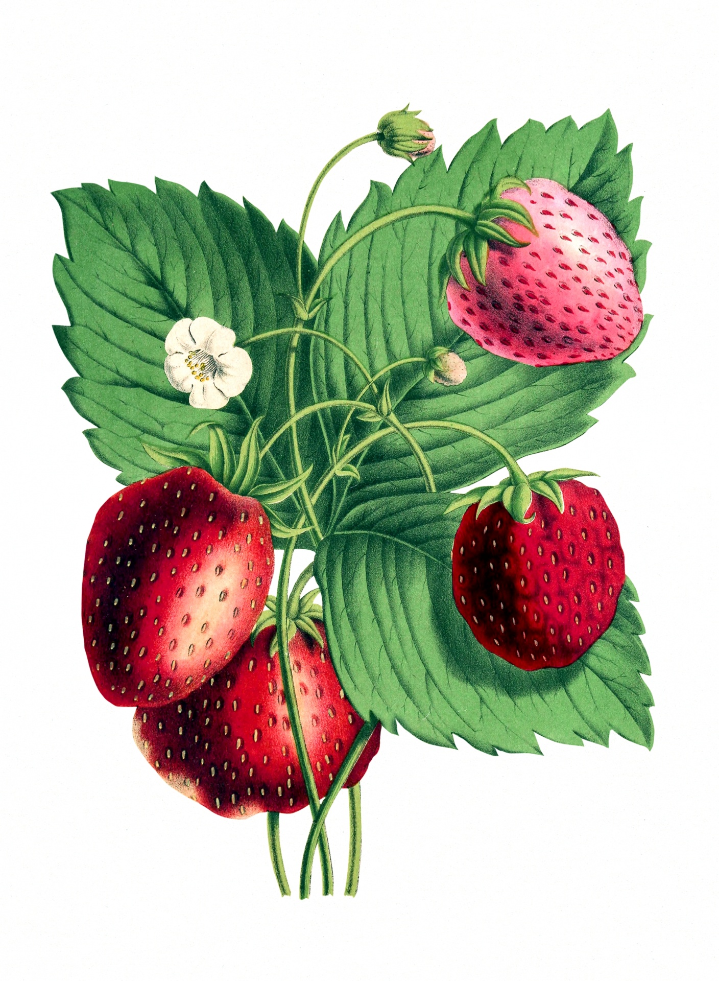 Strawberries Fruit Vintage Art Illustration Hand Painted