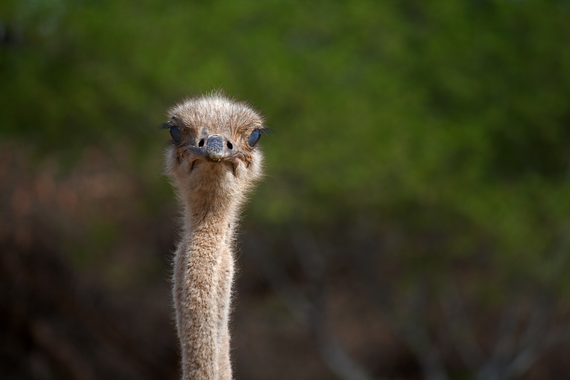 Face & Long Neck Of Female Ostrich