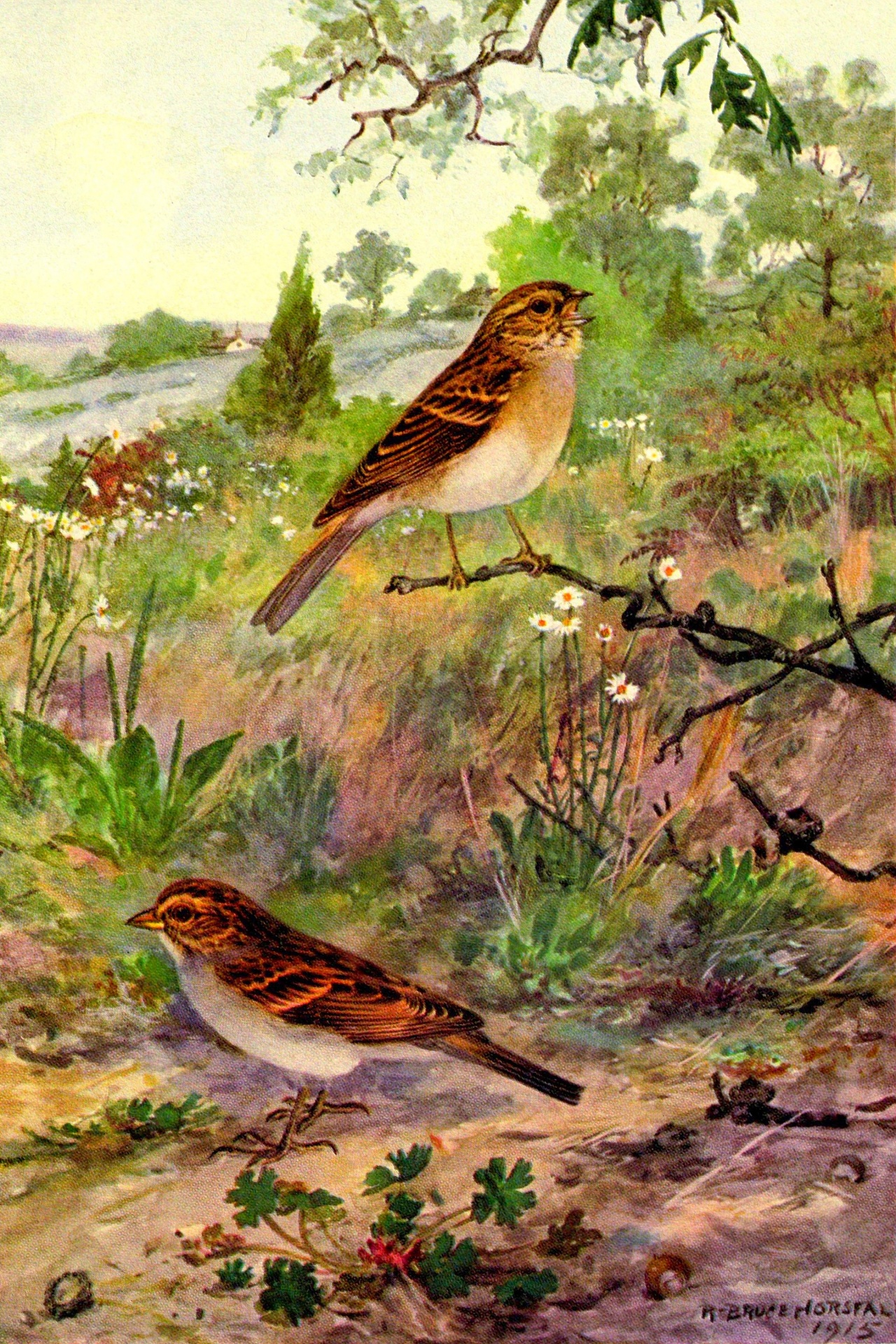 Field Sparrow Vintage Bird Painting