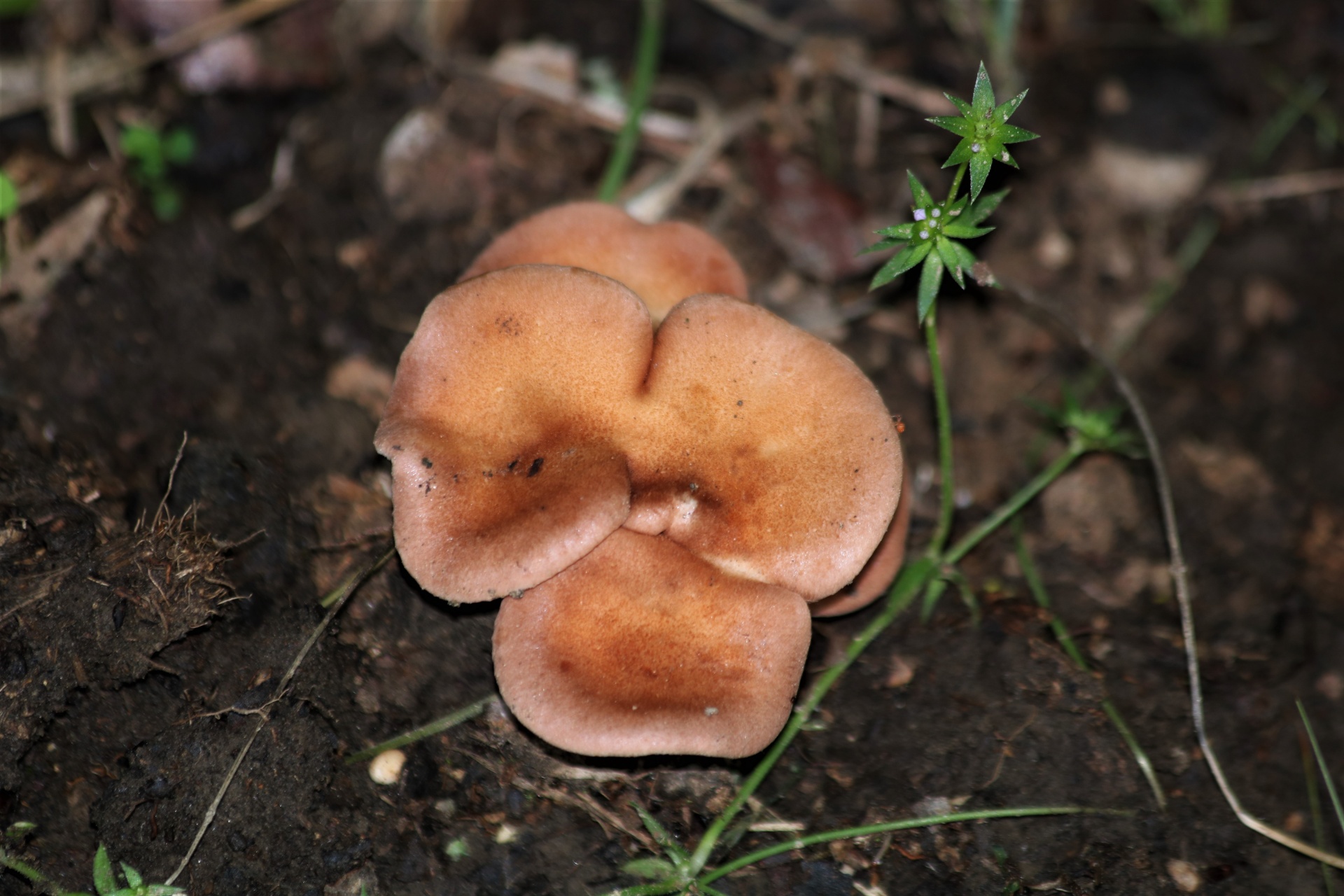 Close-up of a brown mushroom shaped like a flower bloom.