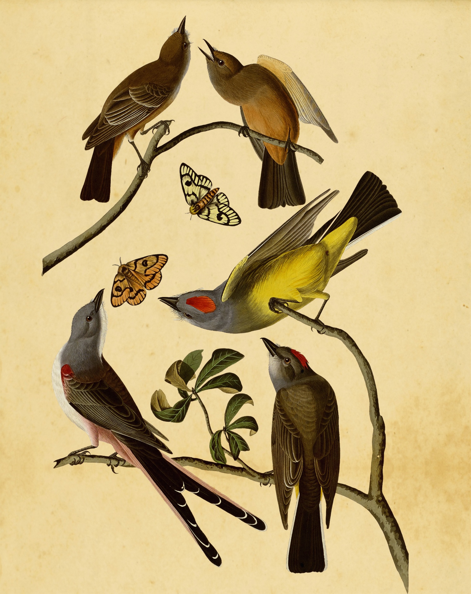 Flycatcher Birds Vintage Clipart