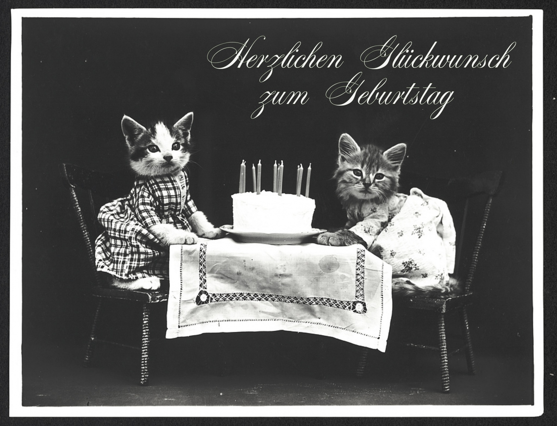 Birthday Vintage Postcard Cat