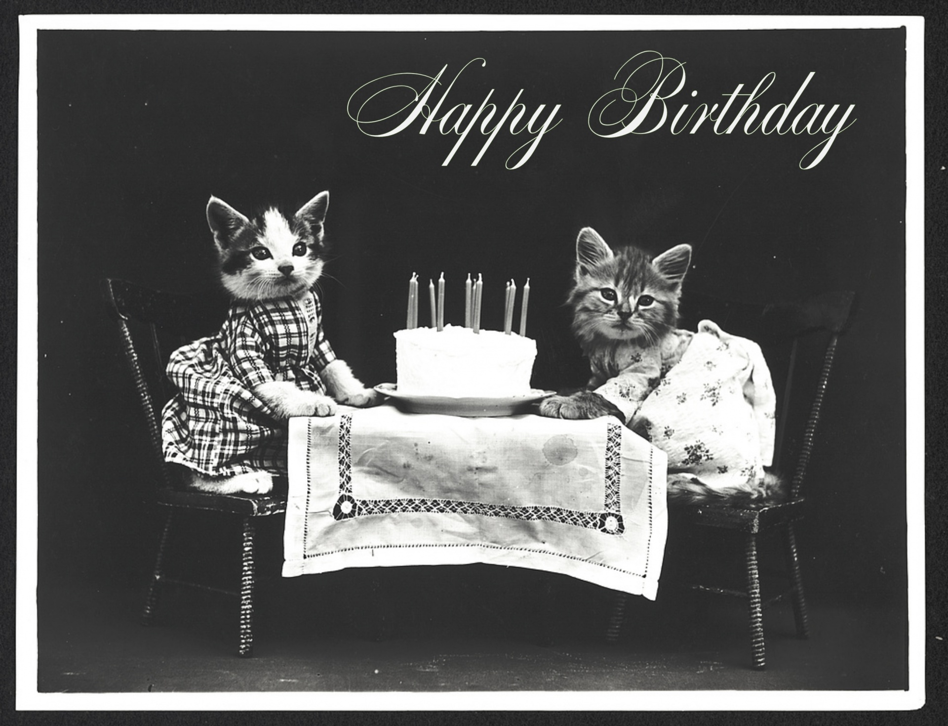 Birthday vintage postcard old with cats motif