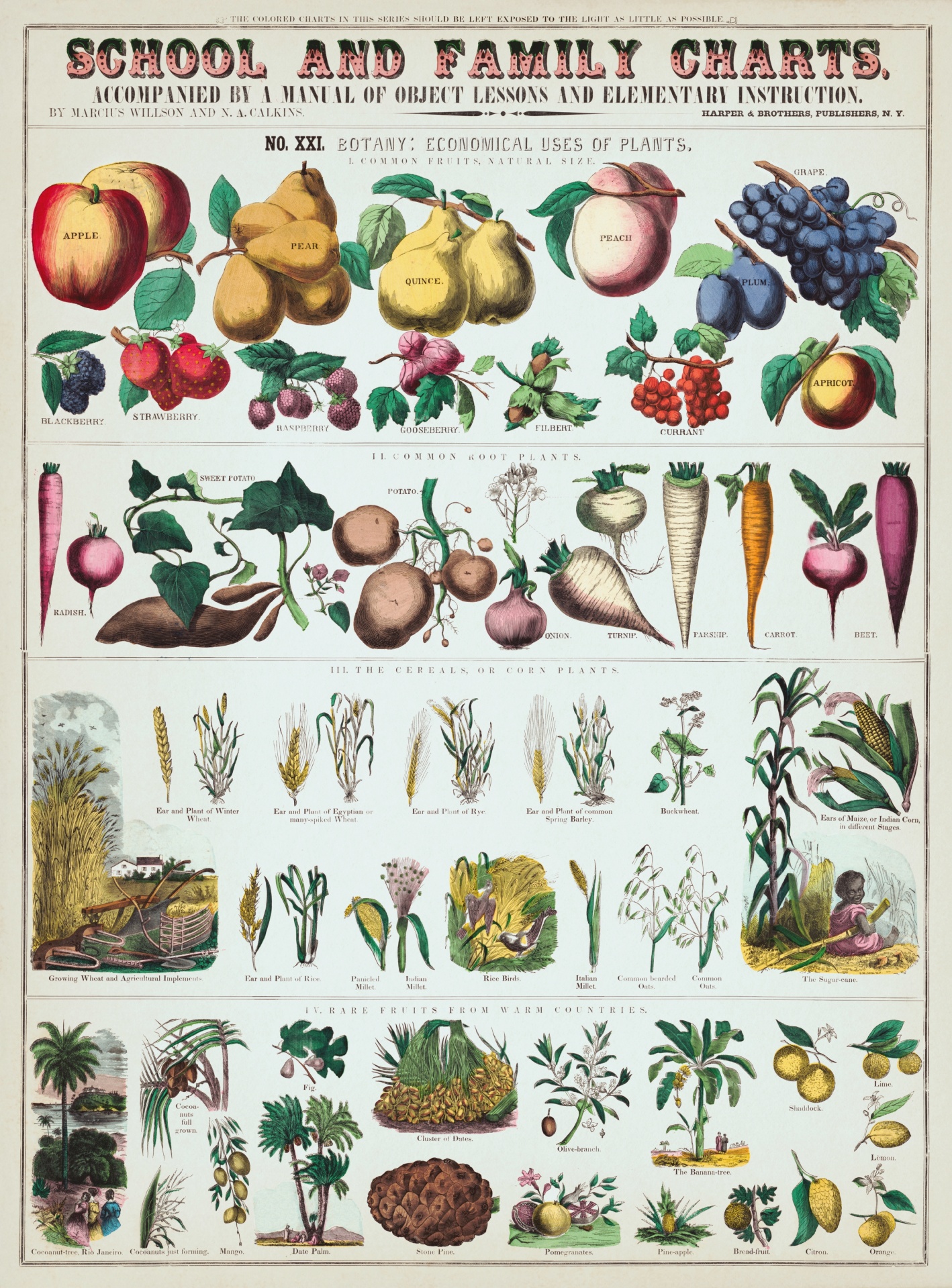 Vegetable fruit garden vintage 1900 century public domain old art painting teaching blackboard picture digitally restored