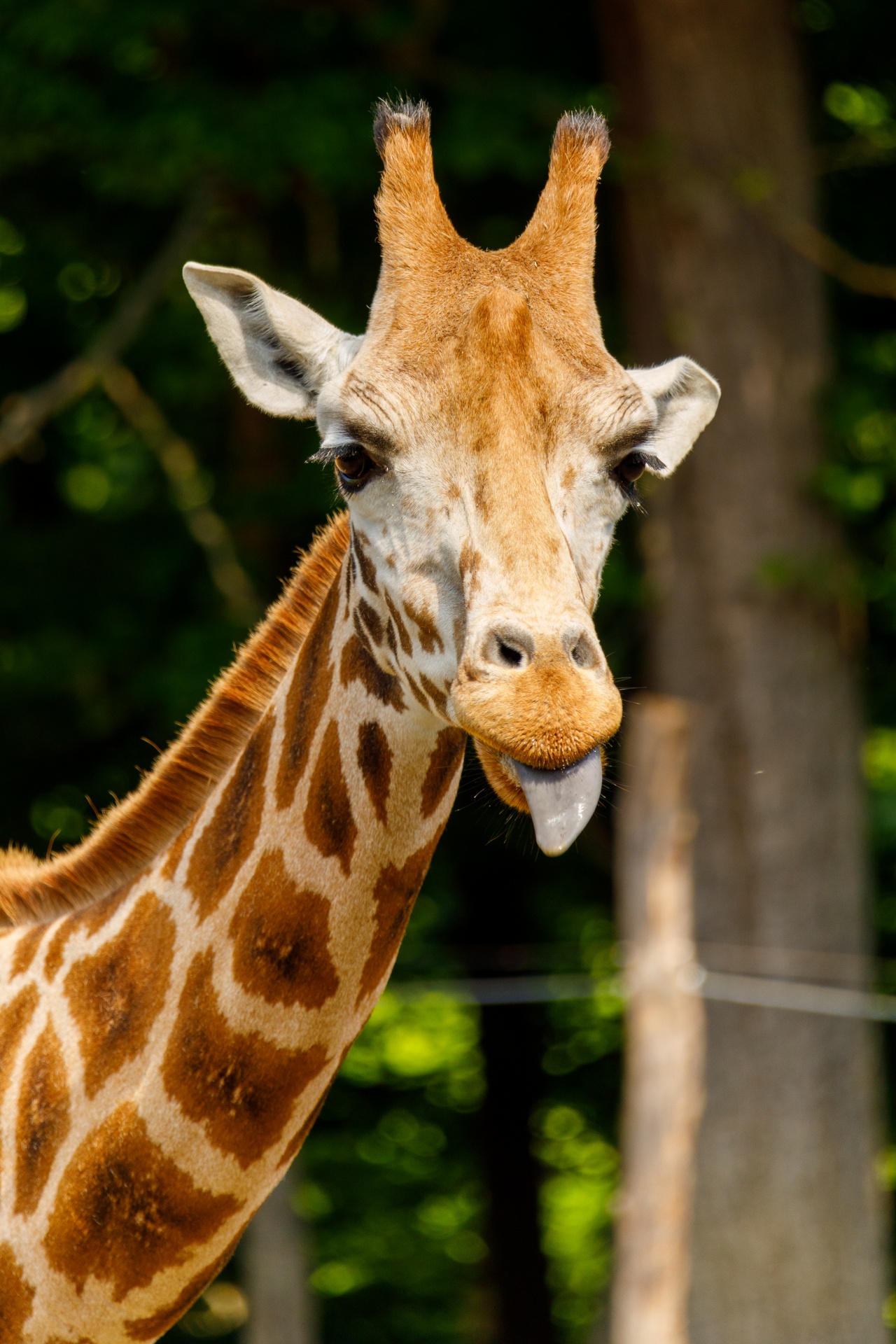 Giraffe Sticking Out Tongue