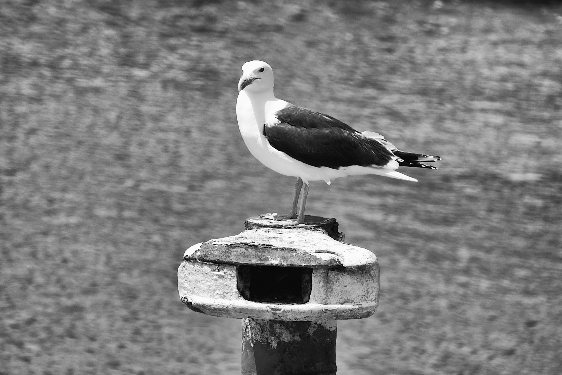 Gull on a mooring post