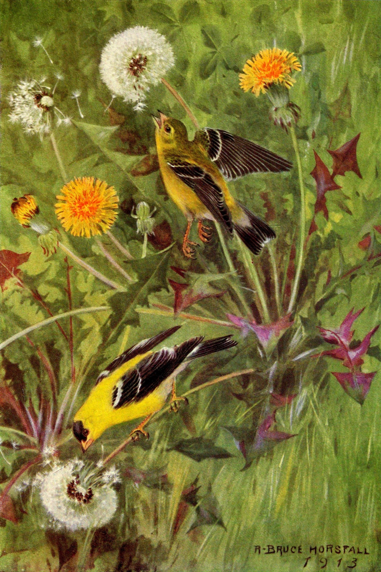 Goldfinch Vintage Bird Illustration