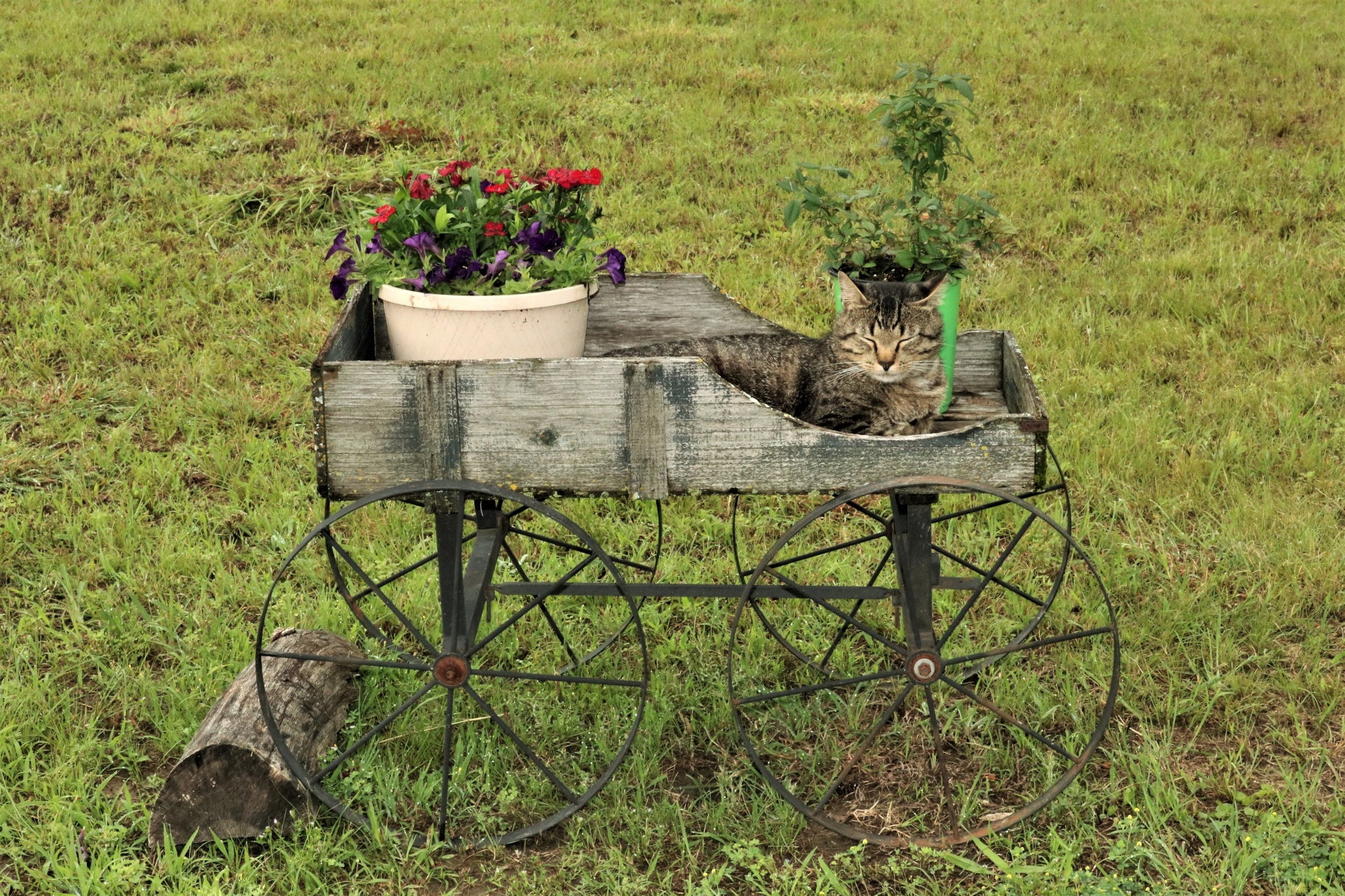 Gray Cat Asleep In Flower Cart