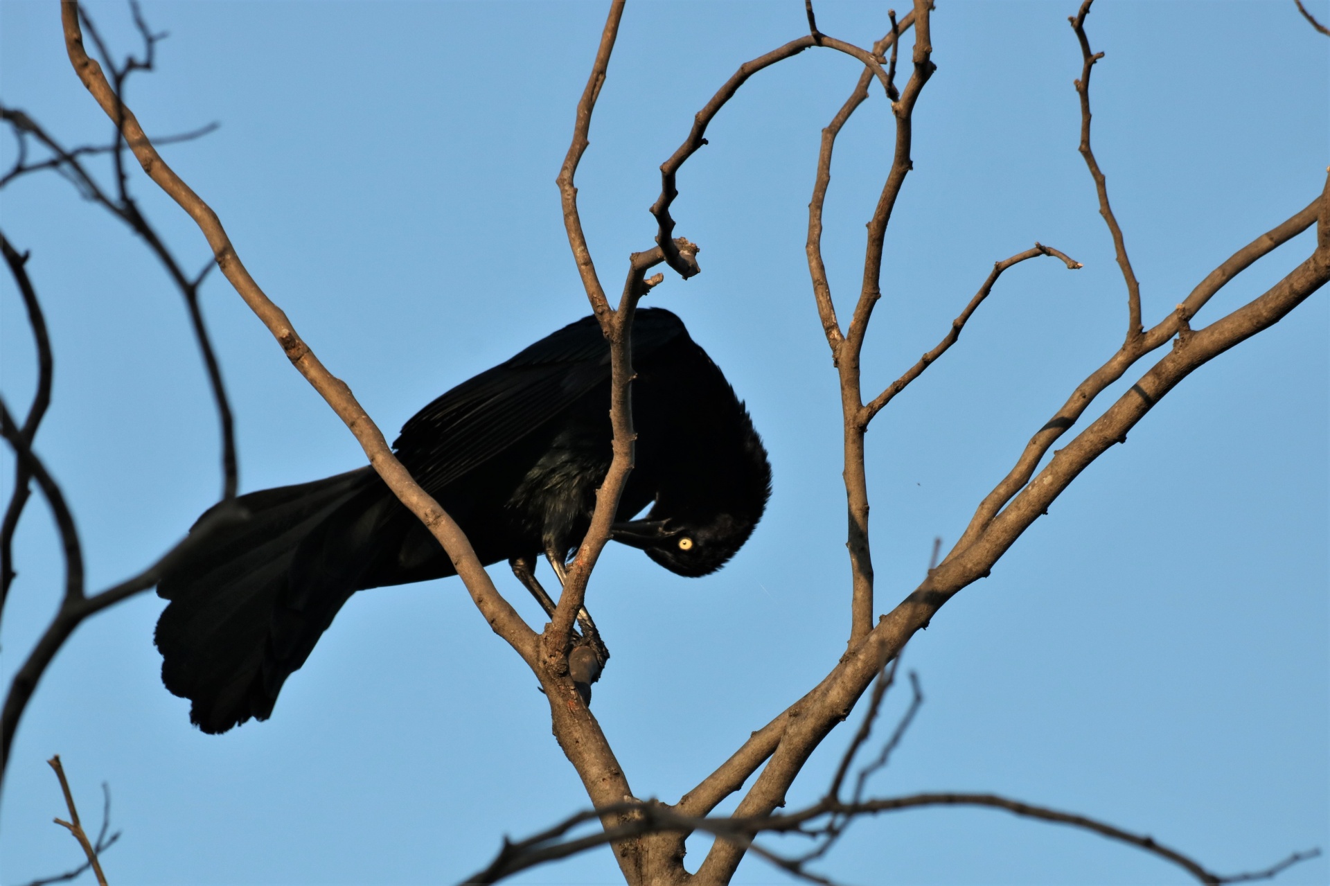 Storstjärtad Grackle Bird in Tree Gratis Stock Bild - Public Domain Pictures