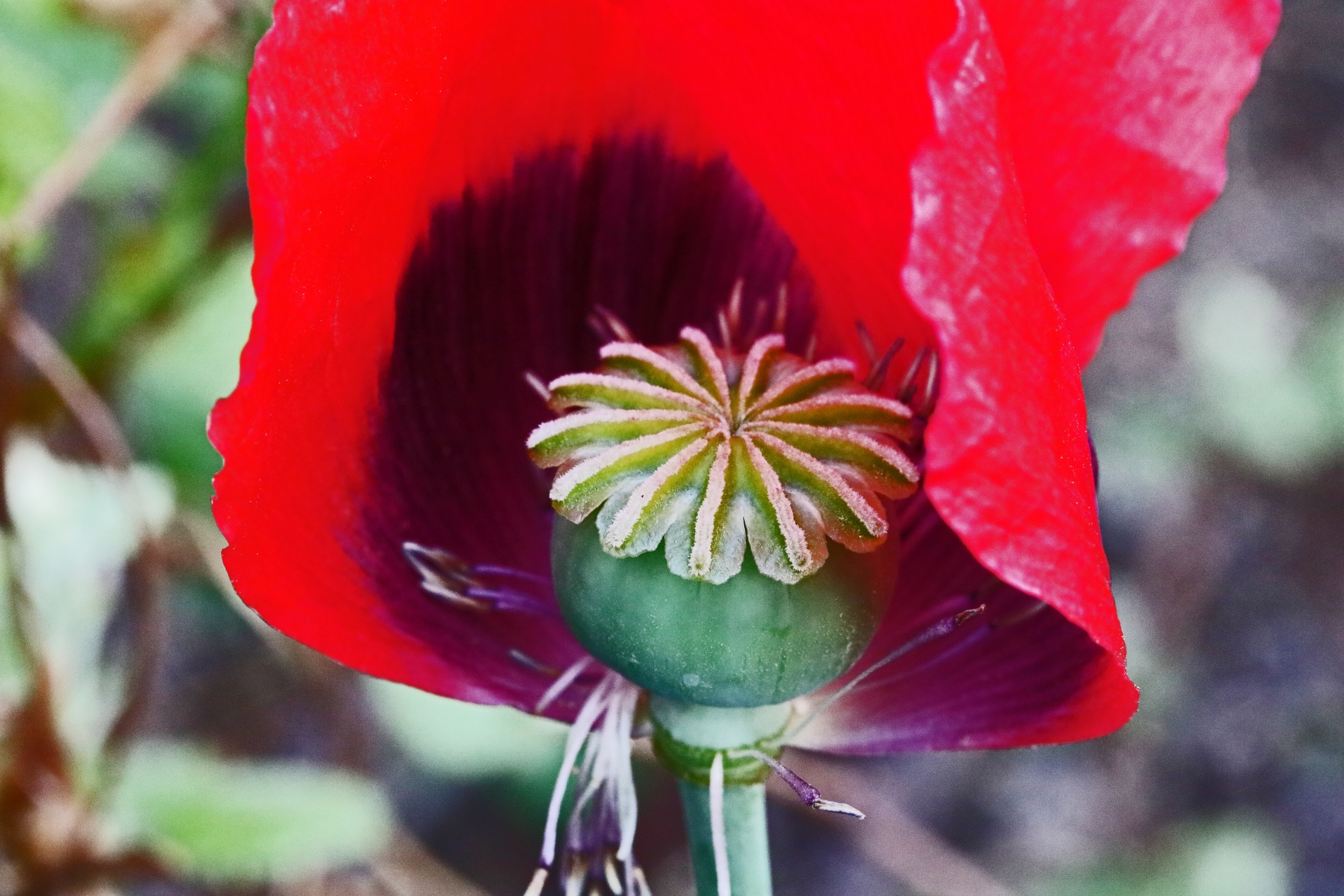 Green Seed Pod Inside A Red Poppy