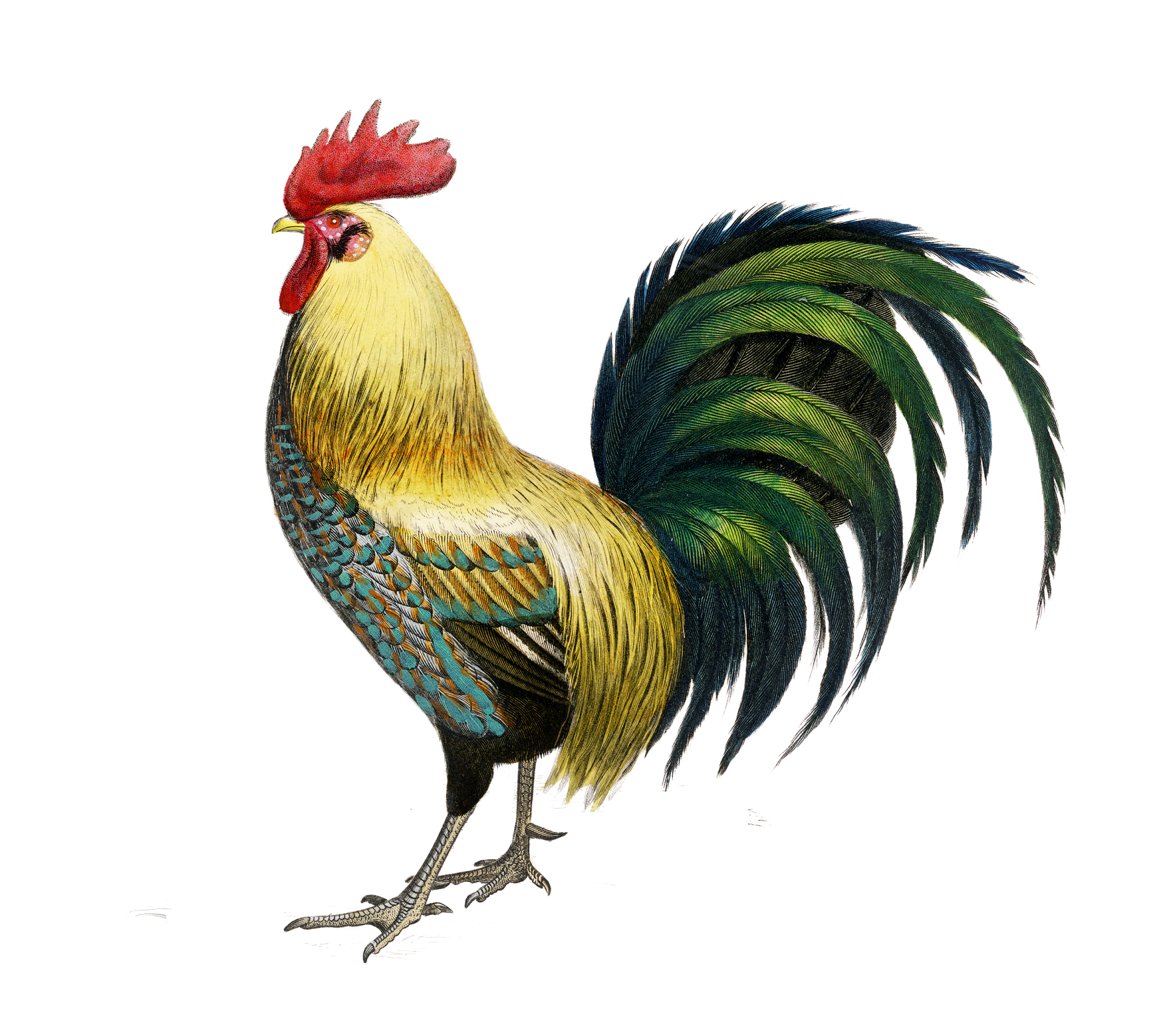 Rooster Chicken Art Vintage