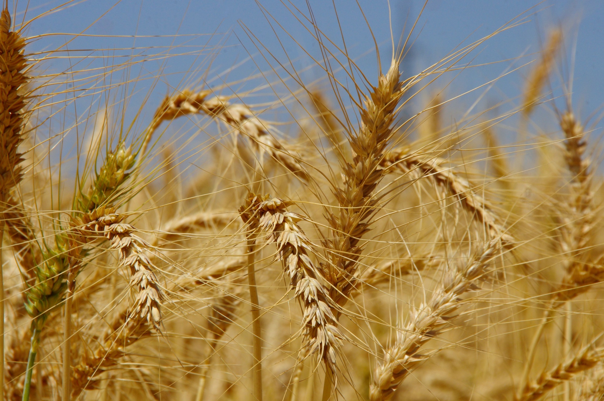 Happy Shavuot with ripe wheat in fields